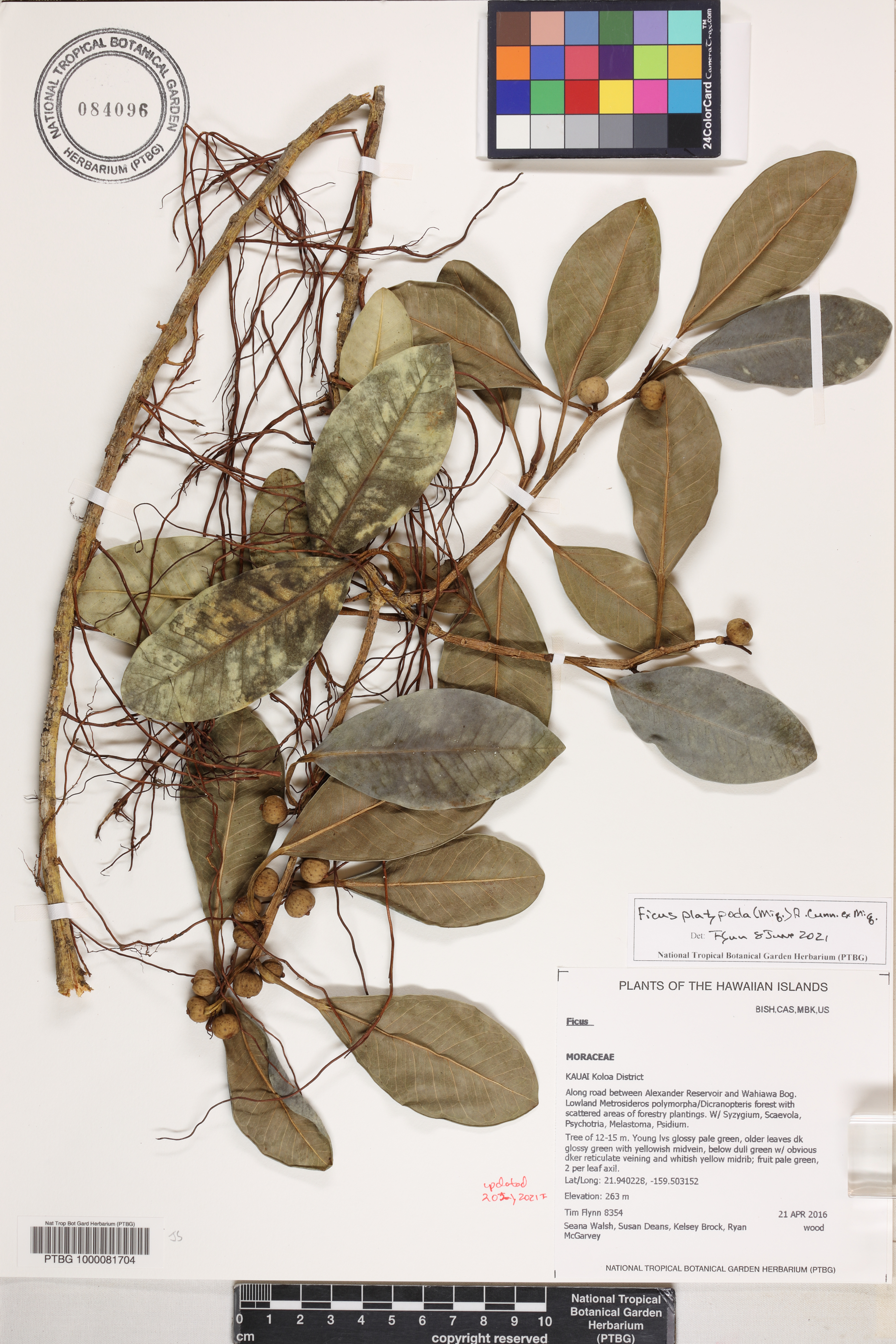 Ficus platypoda image