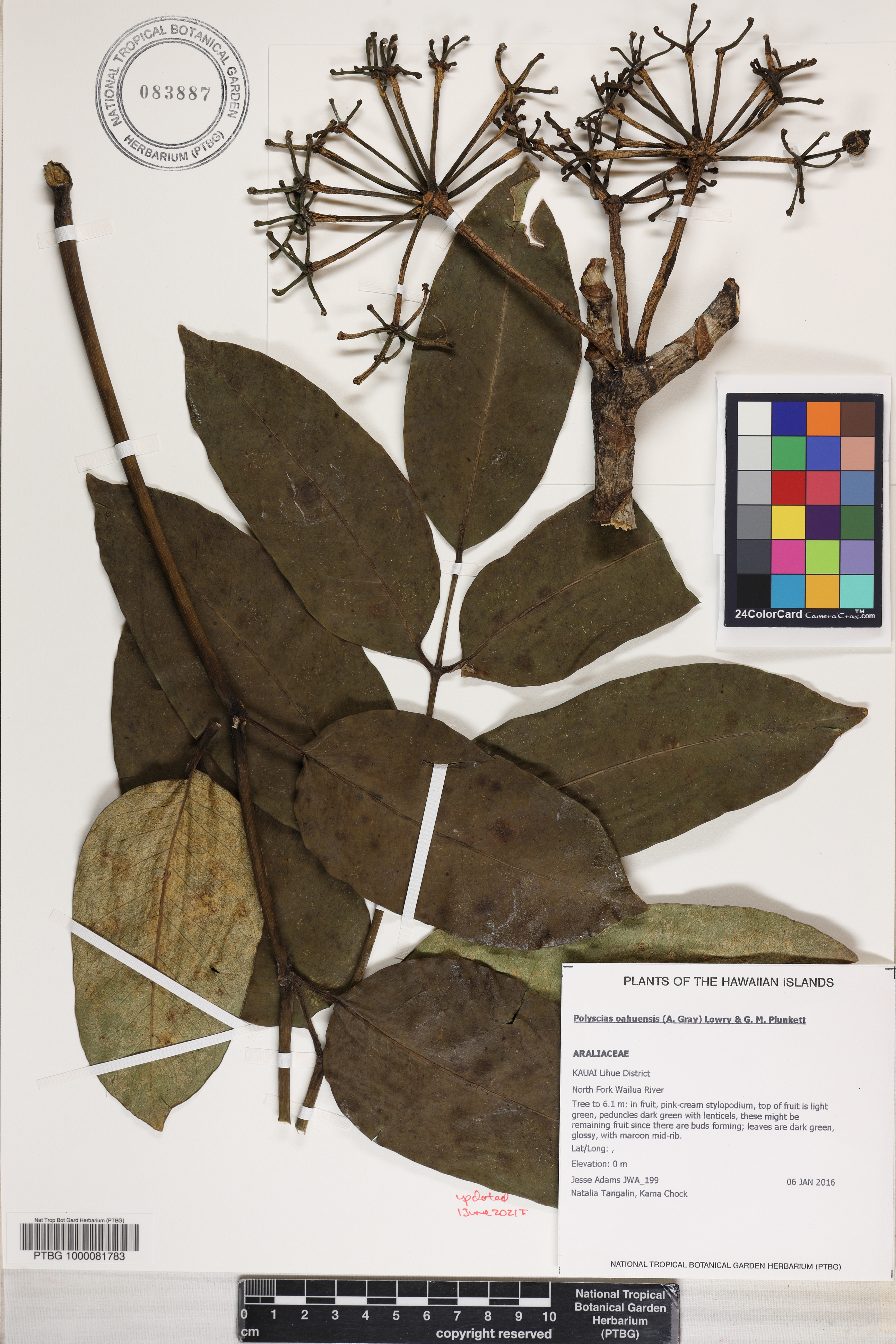 Polyscias oahuensis image