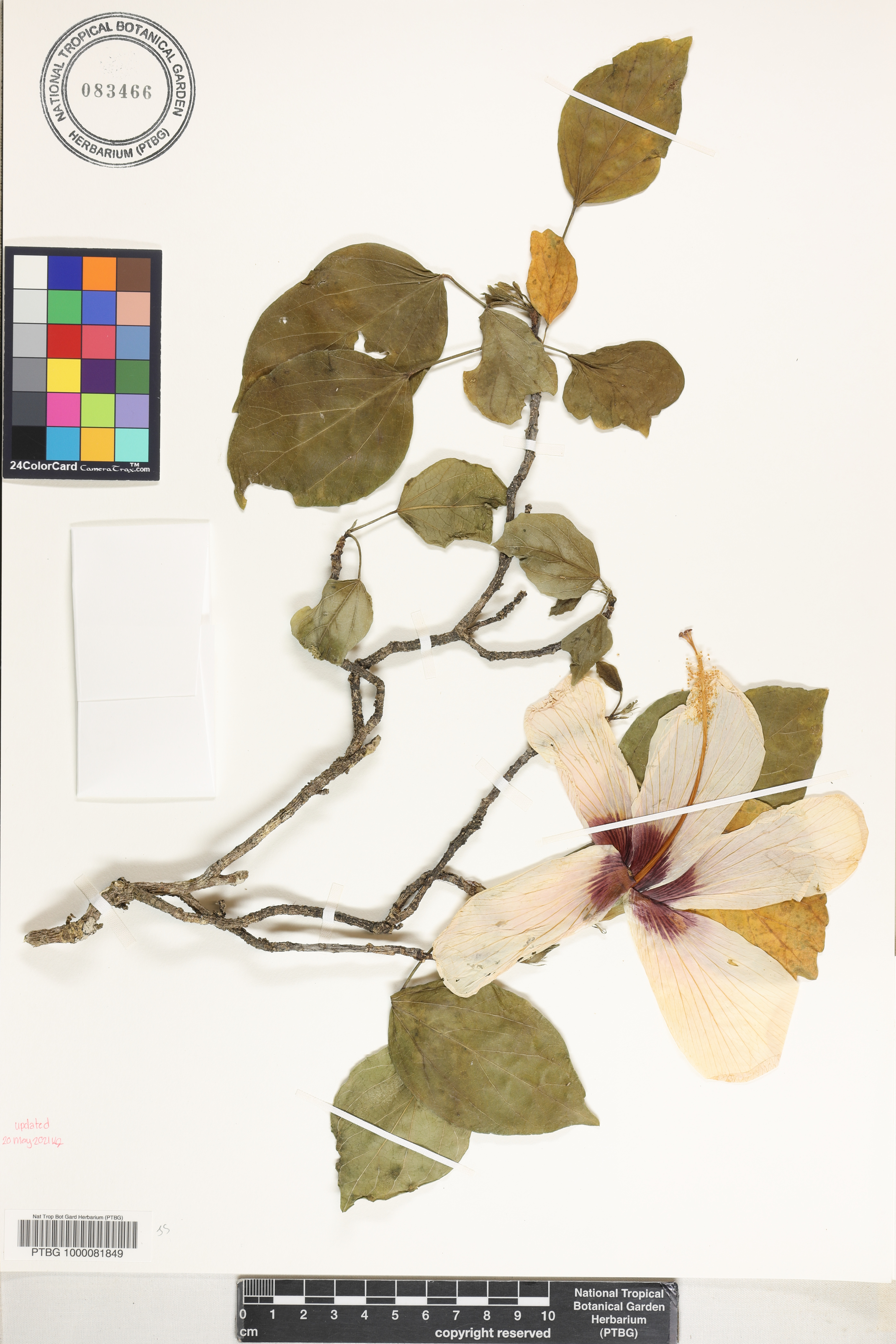 Hibiscus genevii image