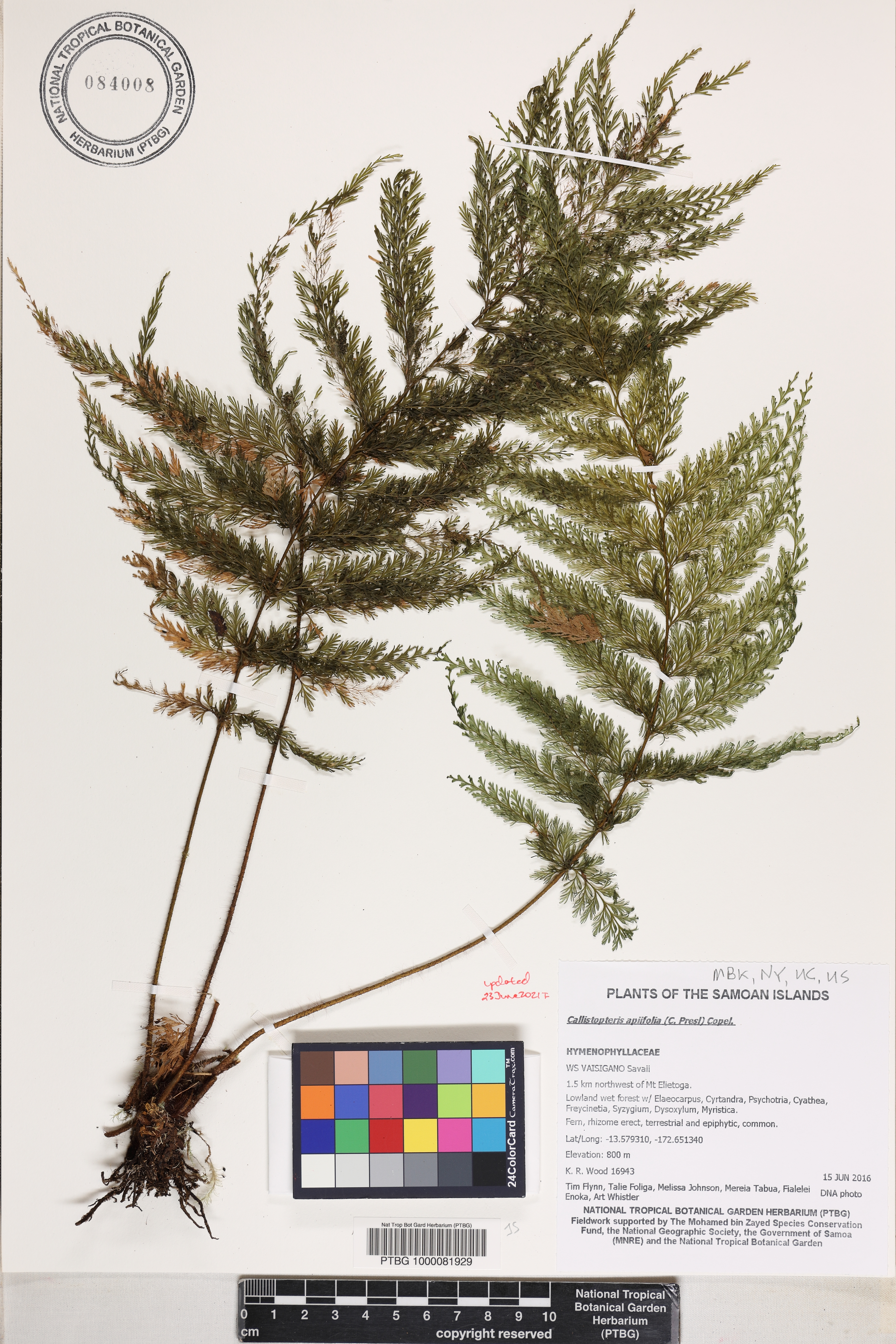 Callistopteris image