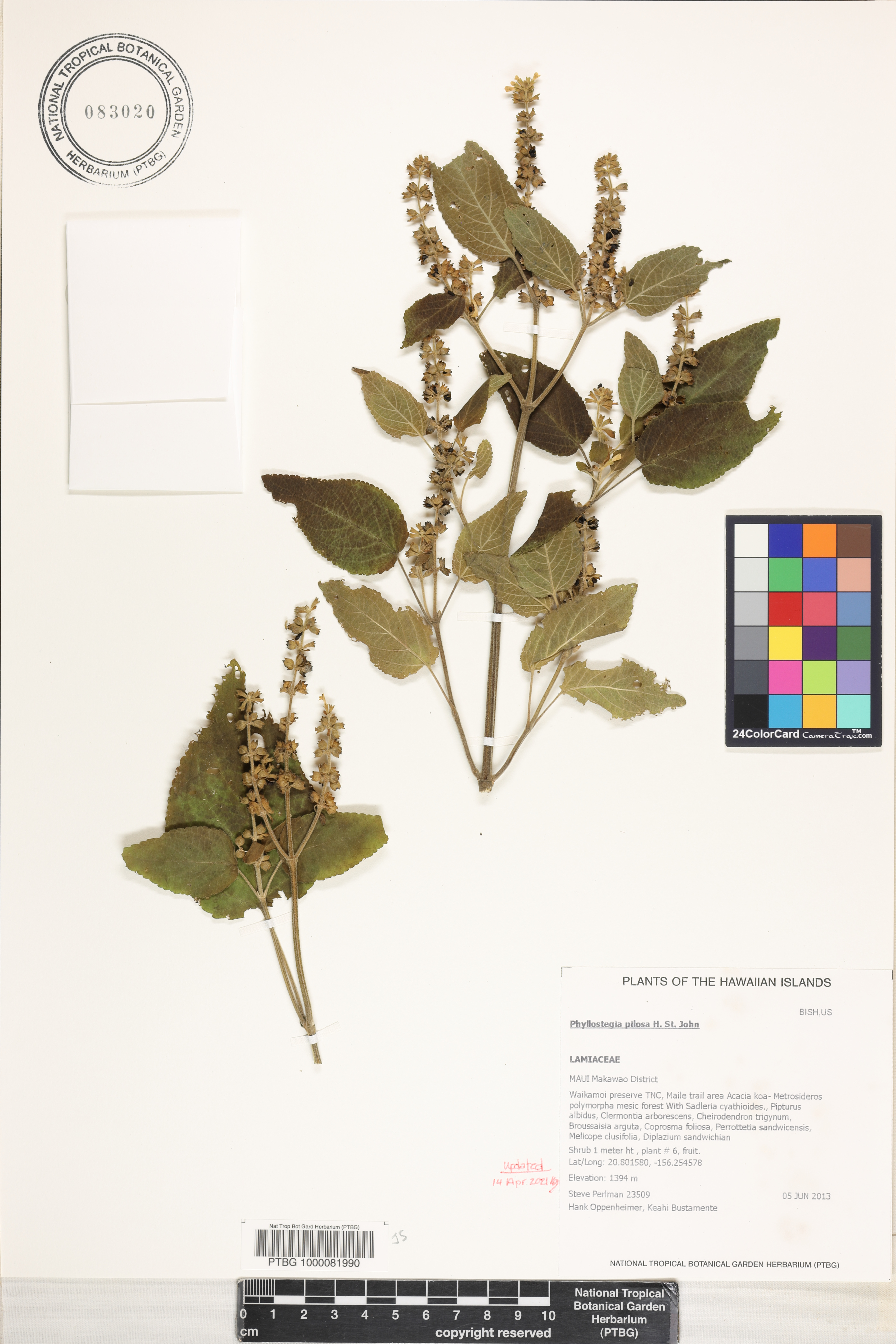 Phyllostegia pilosa image