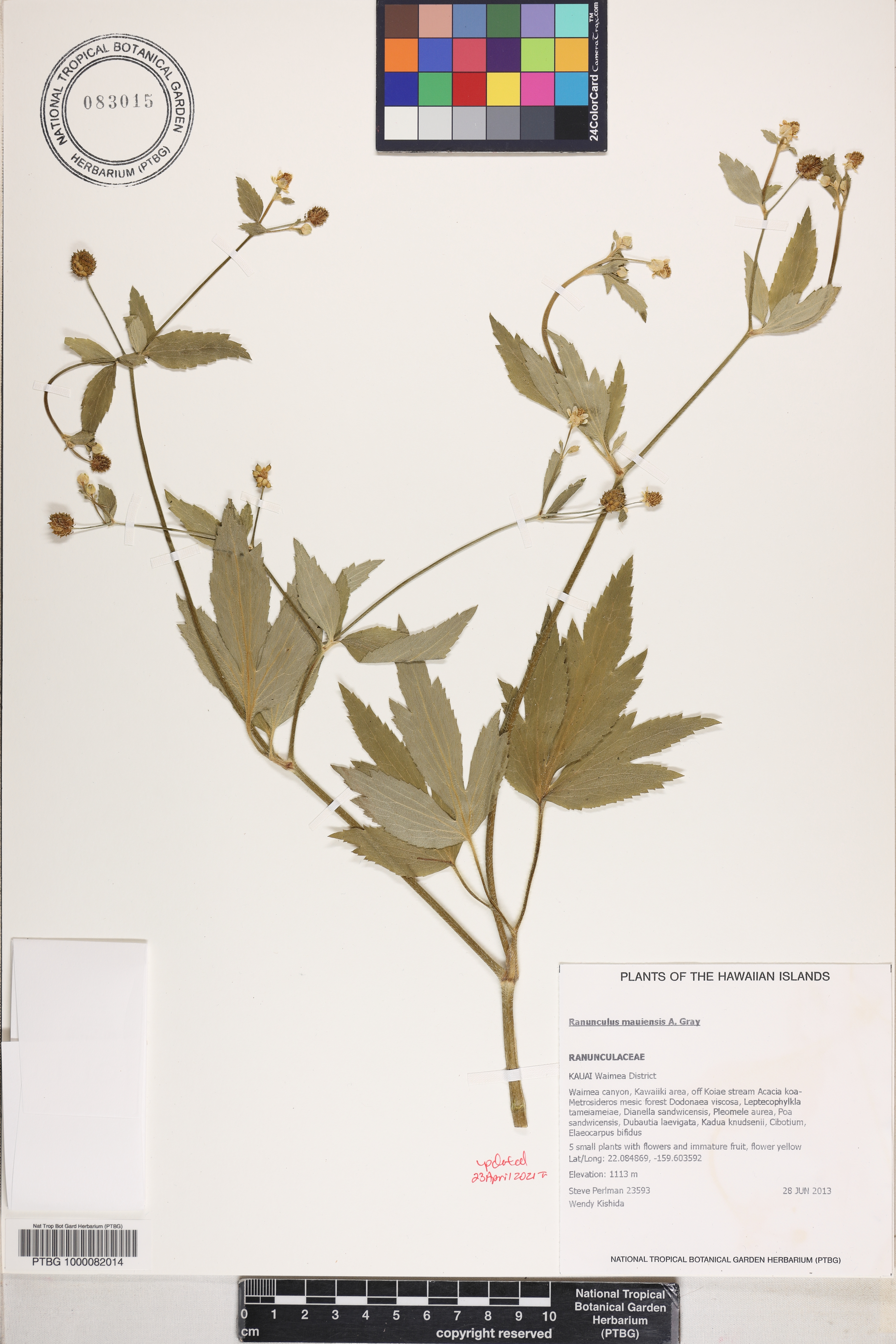 Ranunculus mauiensis image