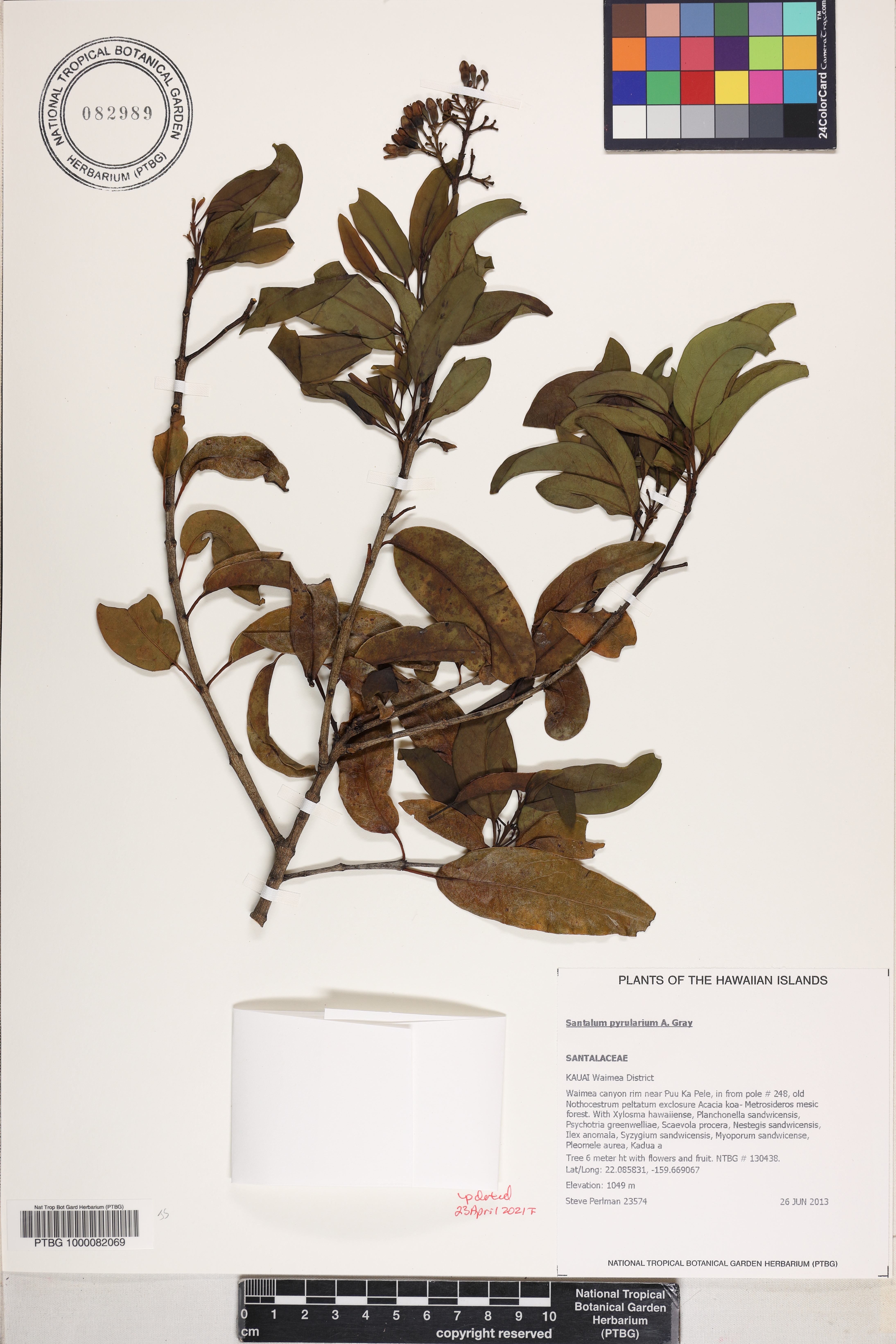 Santalum pyrularium image