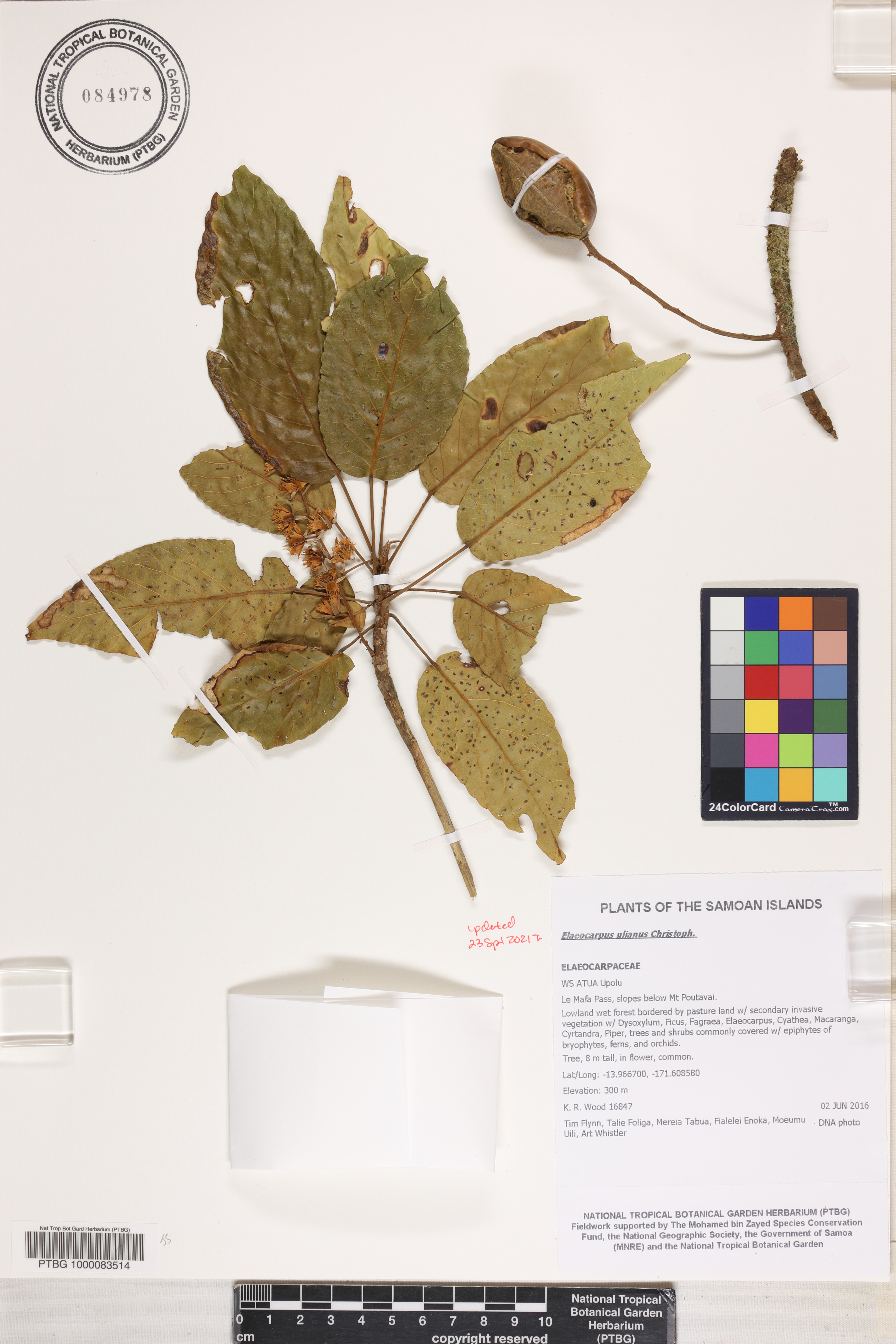 Elaeocarpus ulianus image