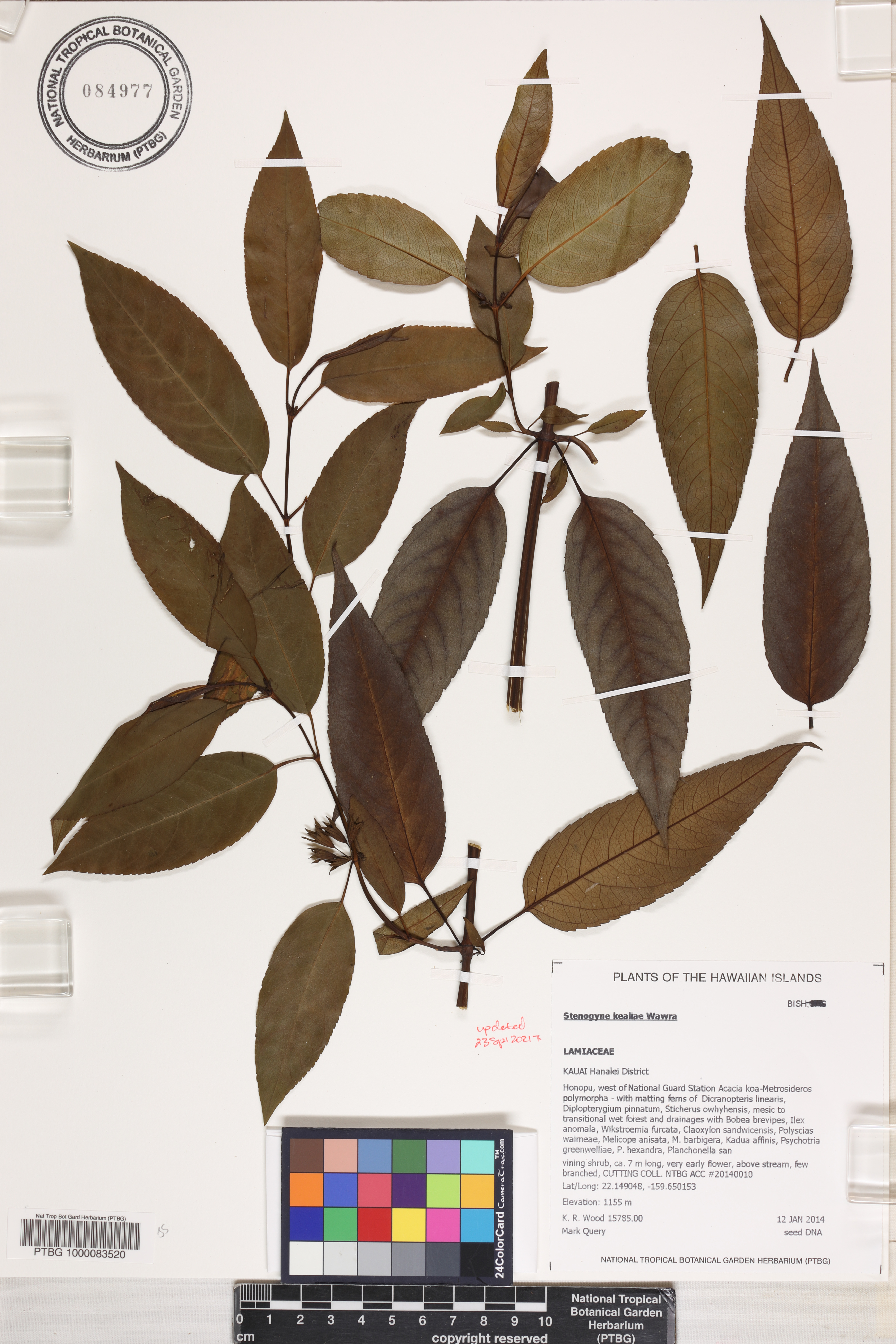 Stenogyne kealiae image