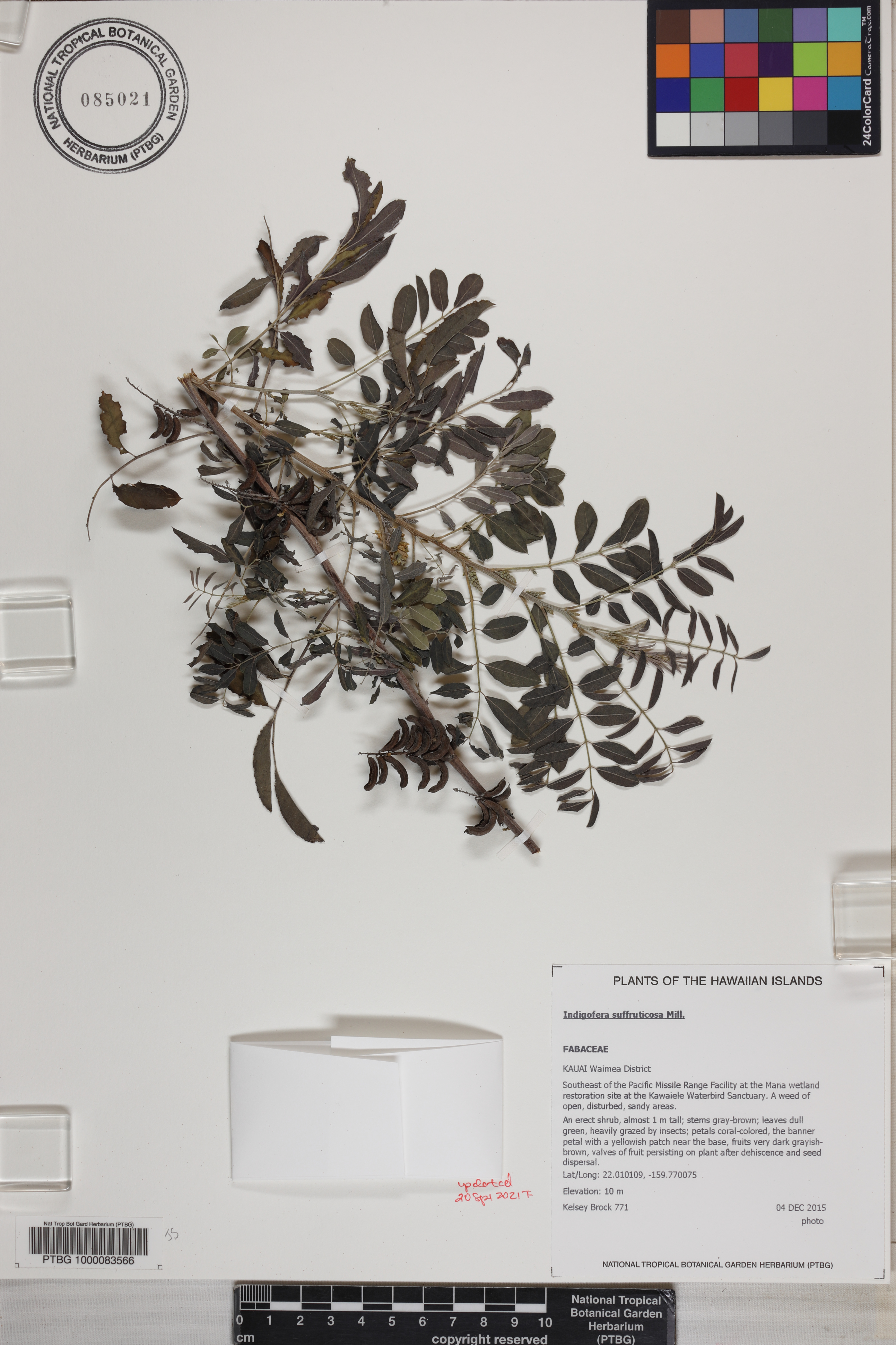 Indigofera suffruticosa image