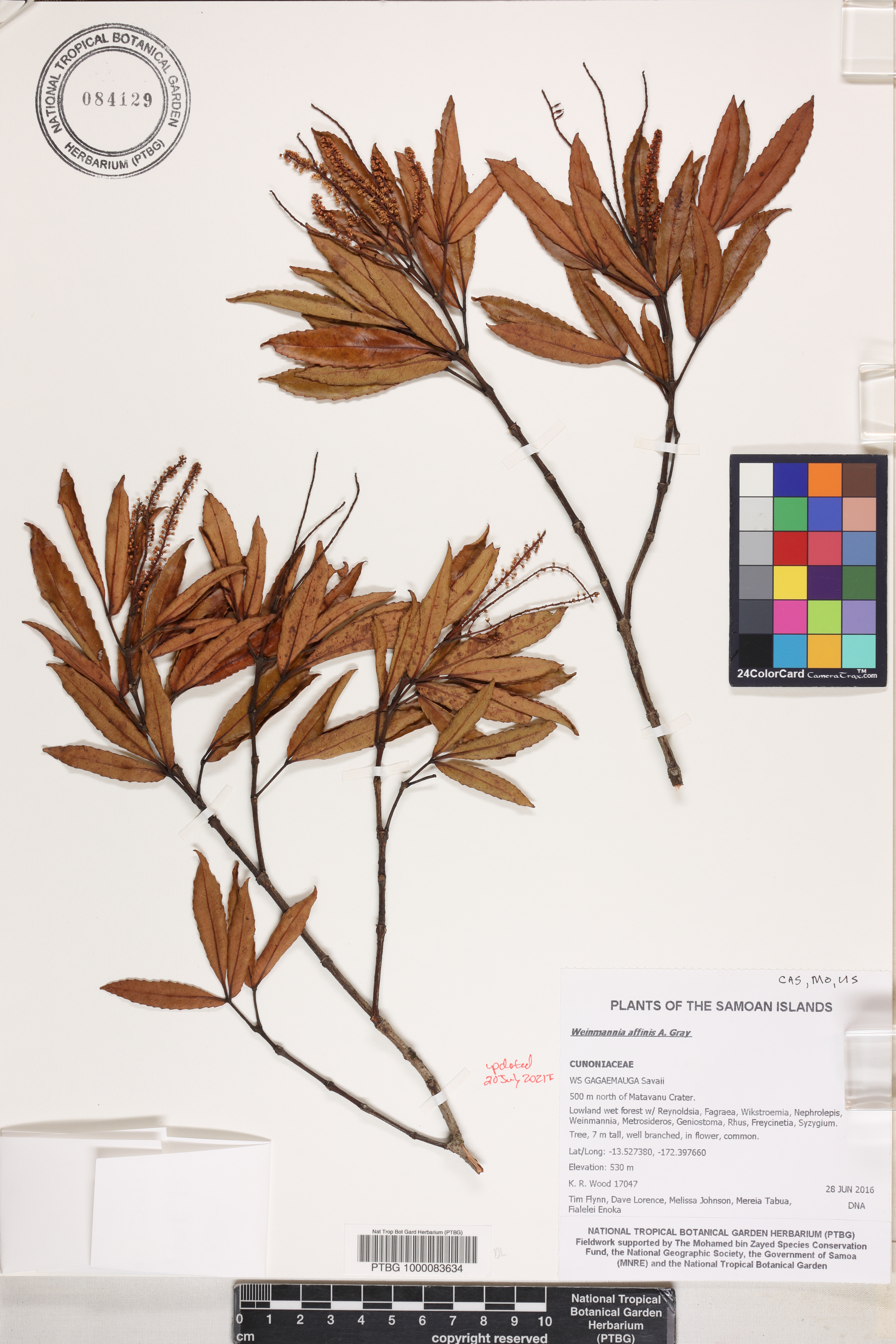 Weinmannia affinis image