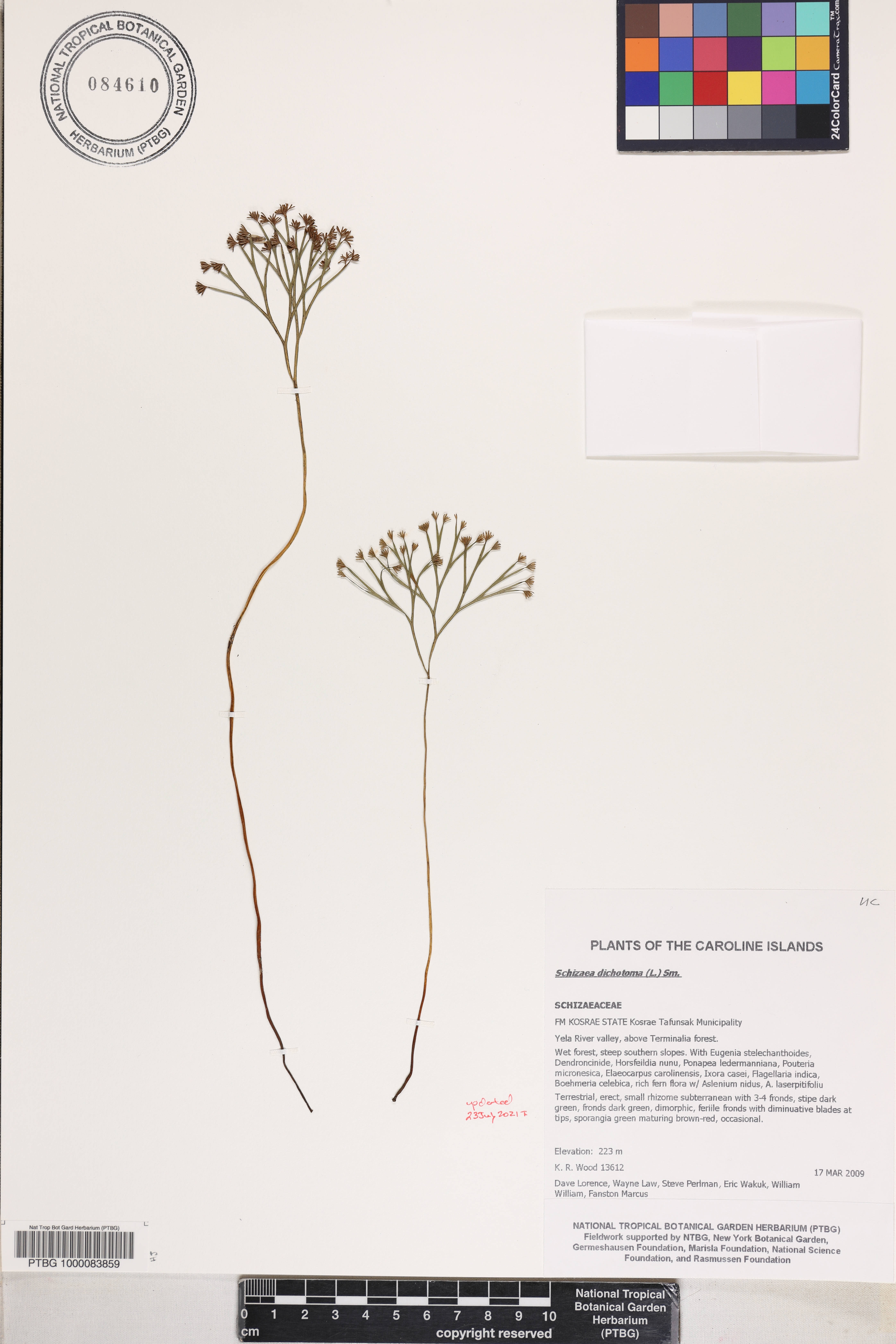 Schizaeaceae image