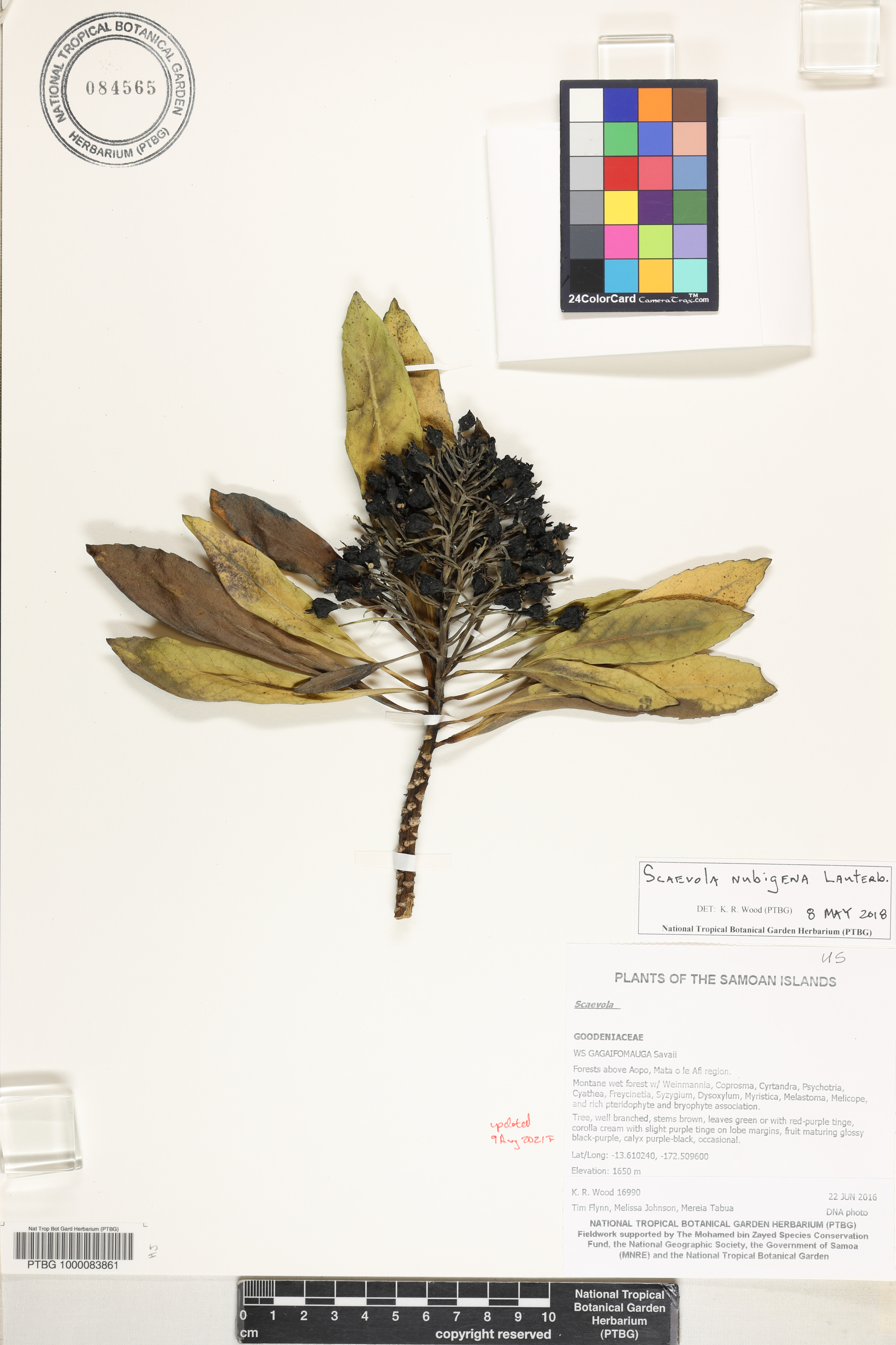 Scaevola nubigena image