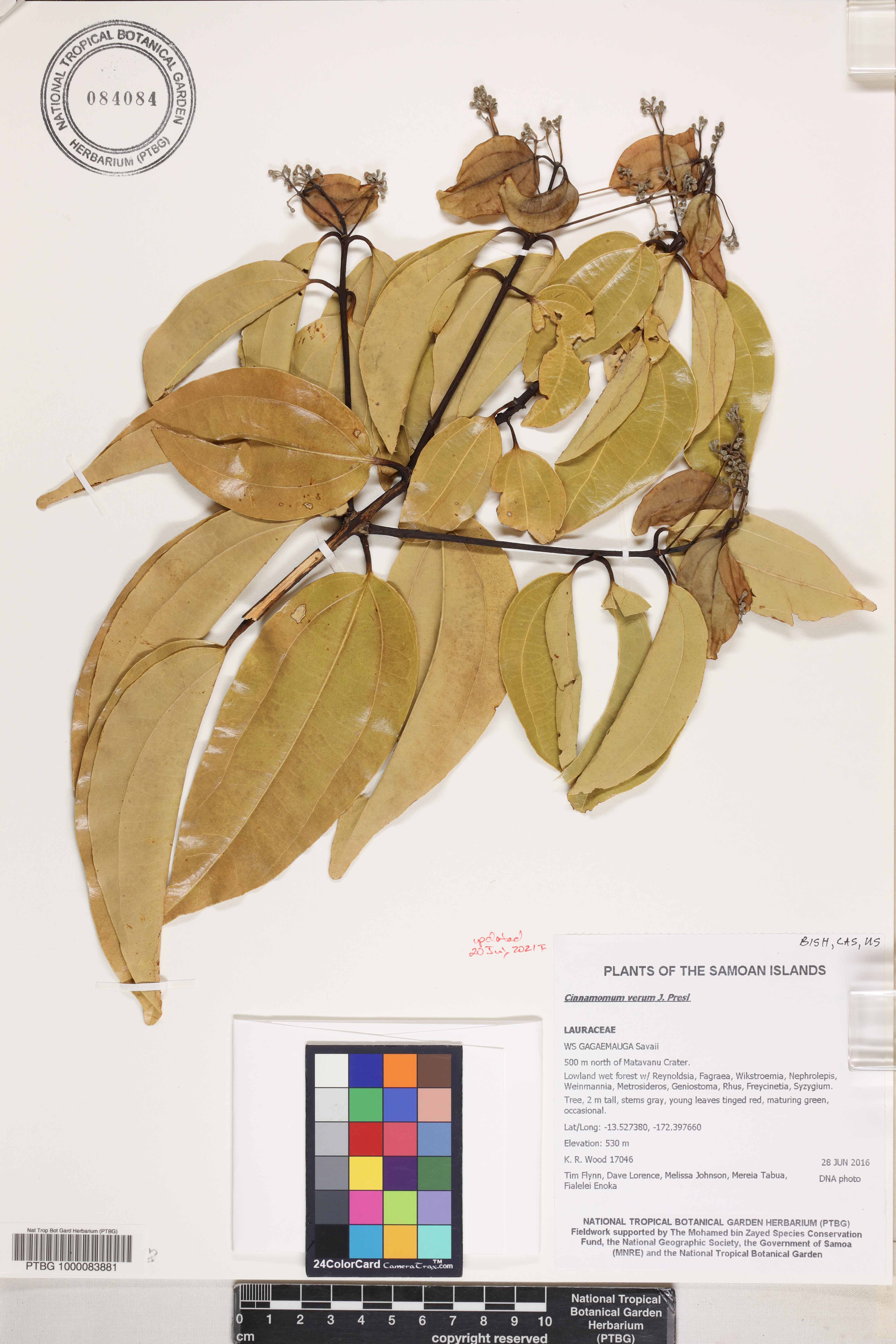 Cinnamomum image