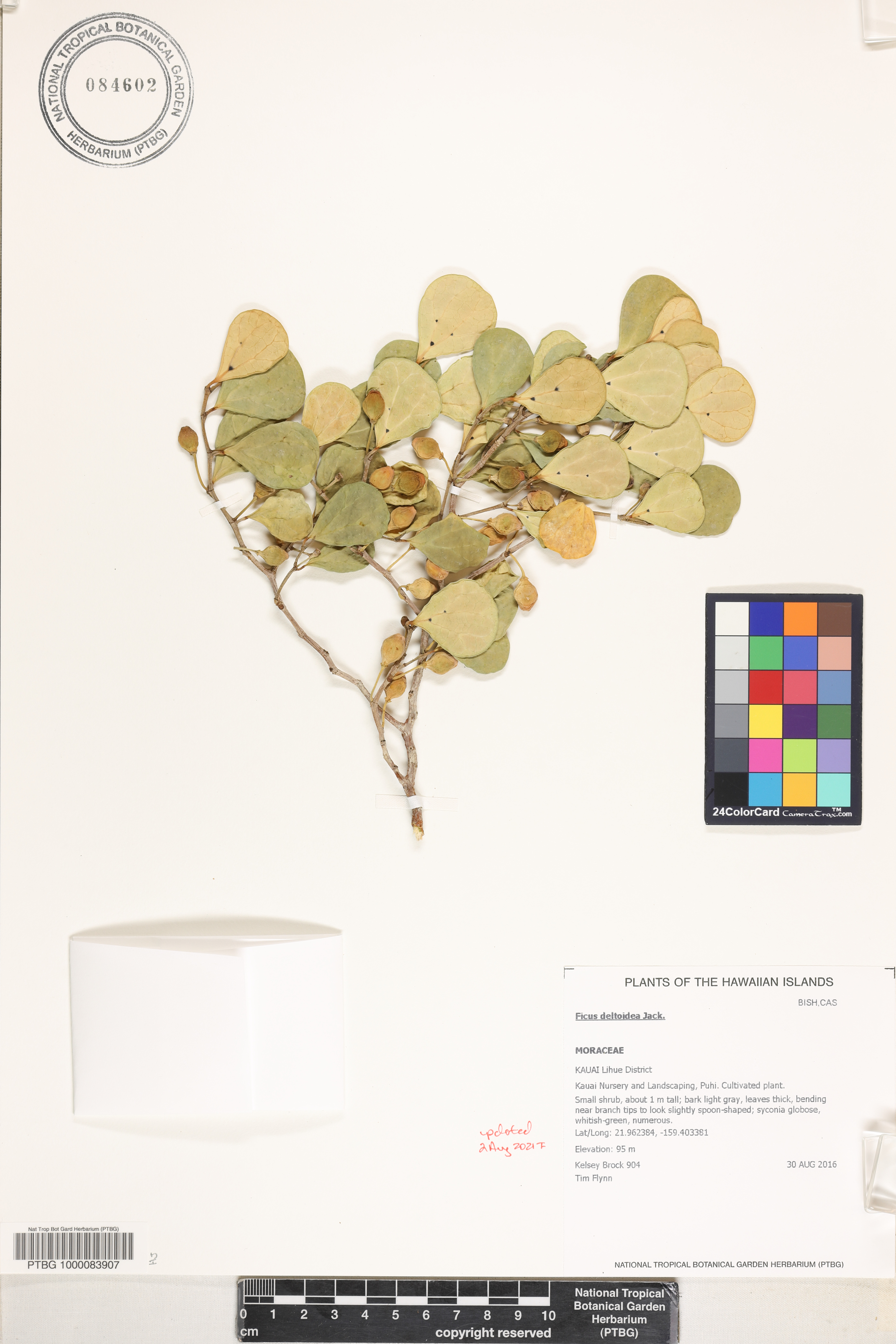Ficus deltoidea image