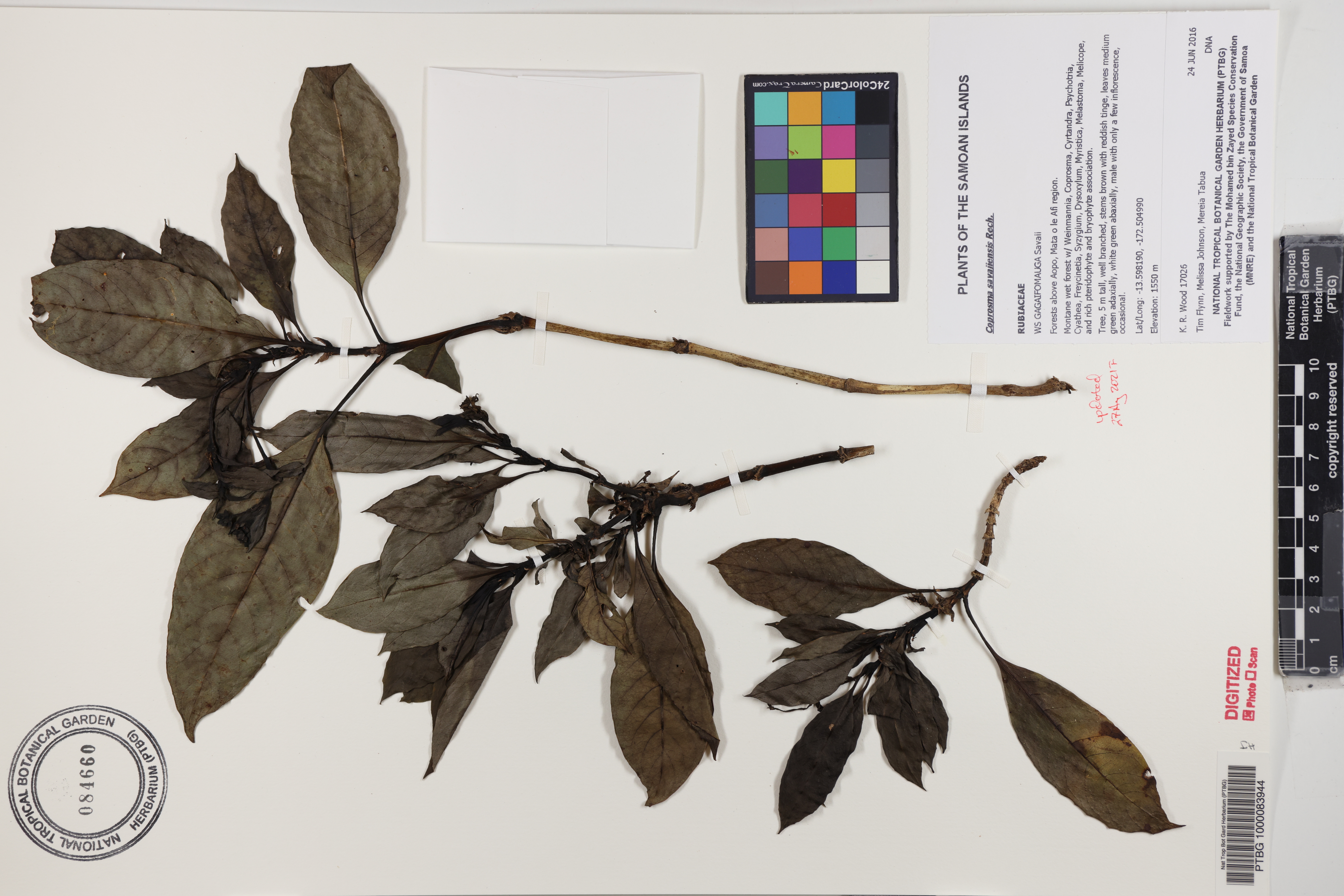 Coprosma savaiiensis image