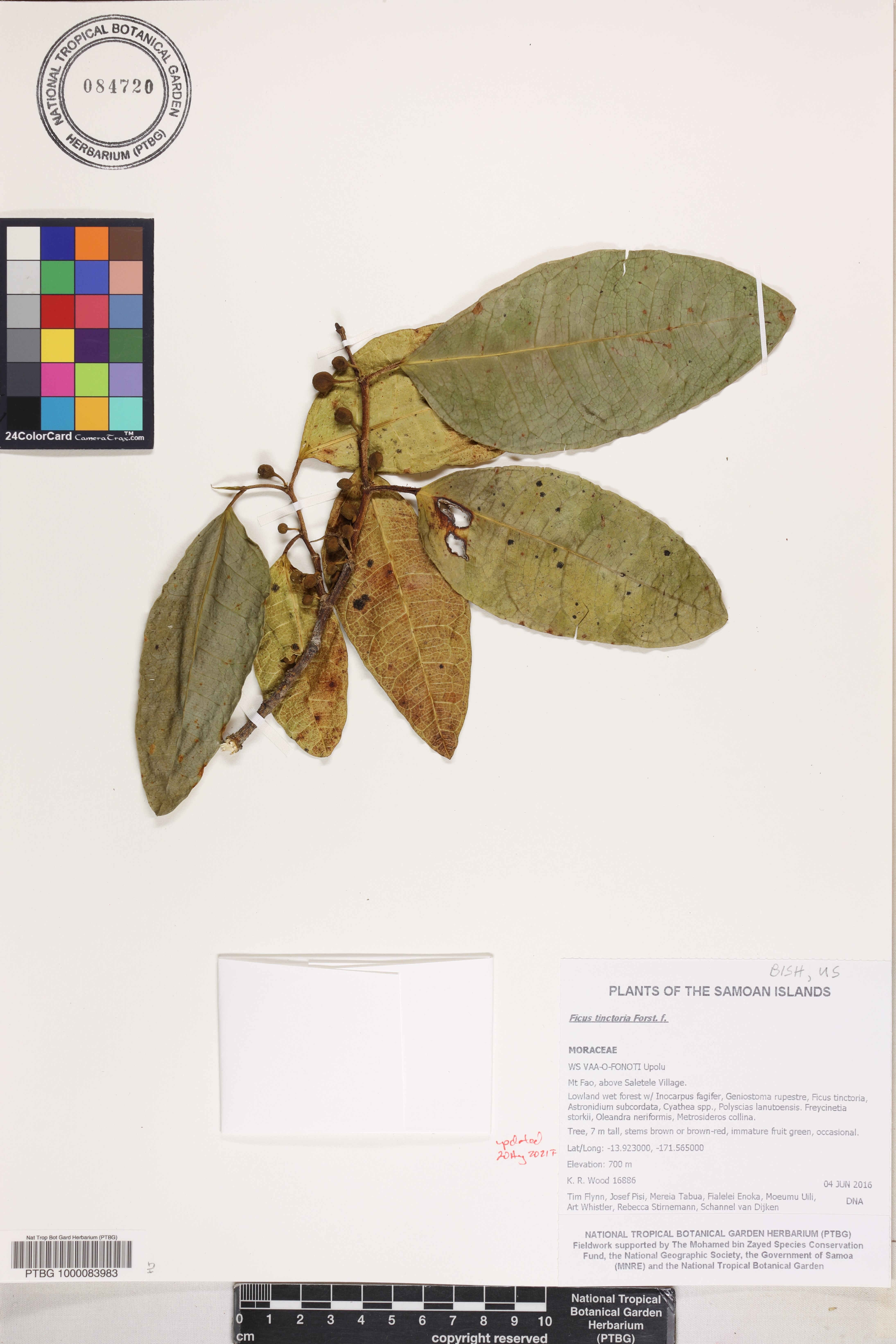 Ficus tinctoria image