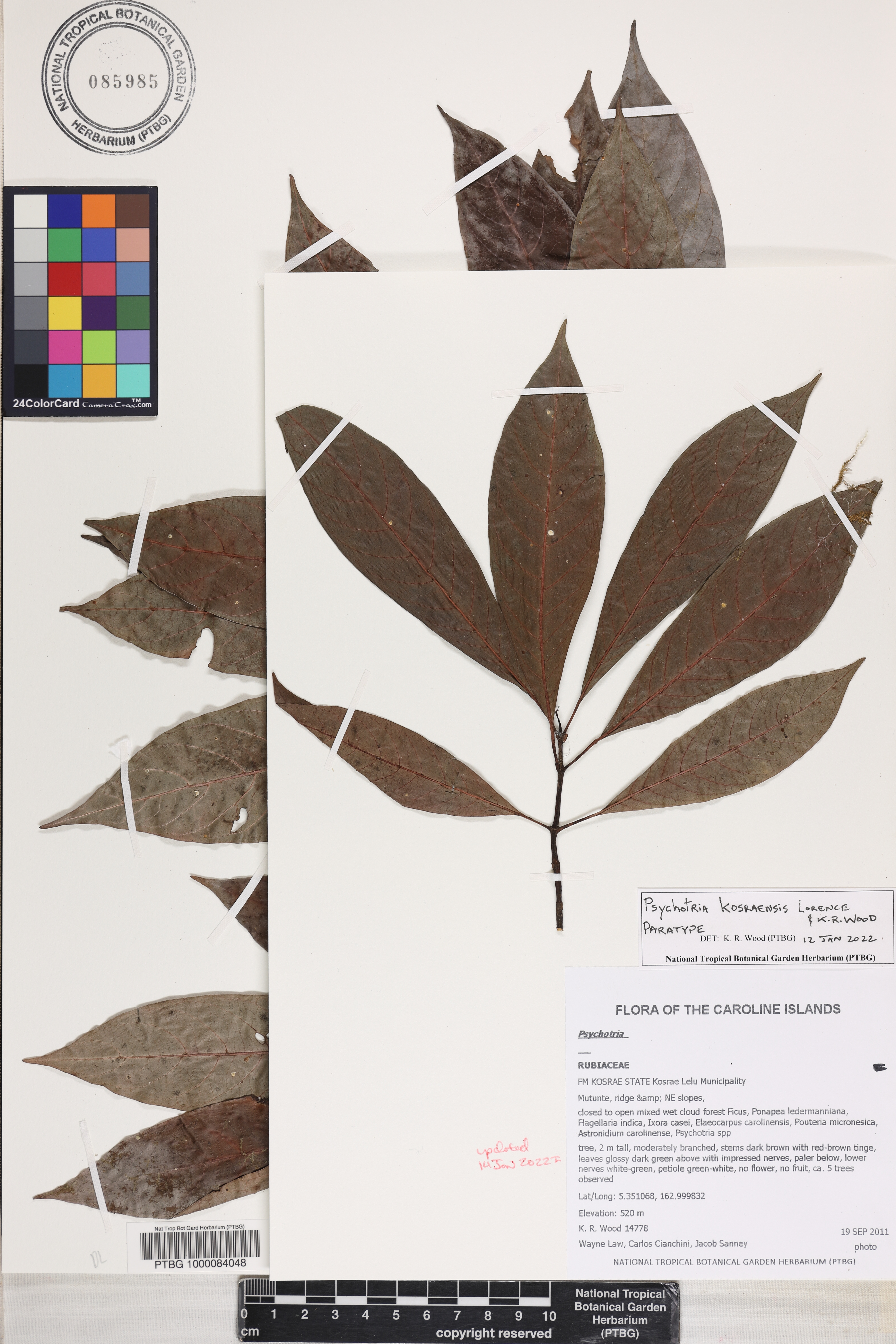 Psychotria kosraensis image