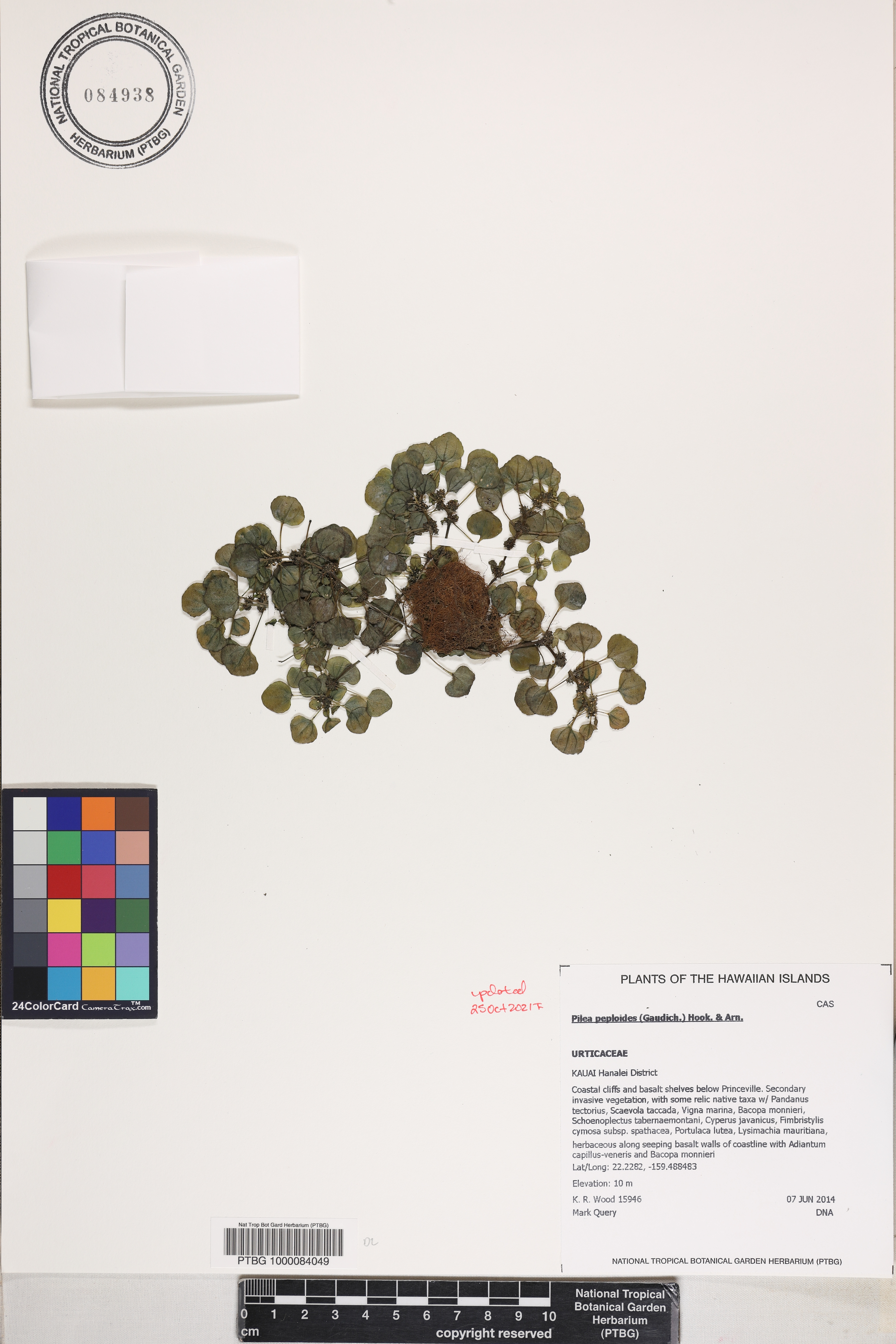 Pilea peploides image