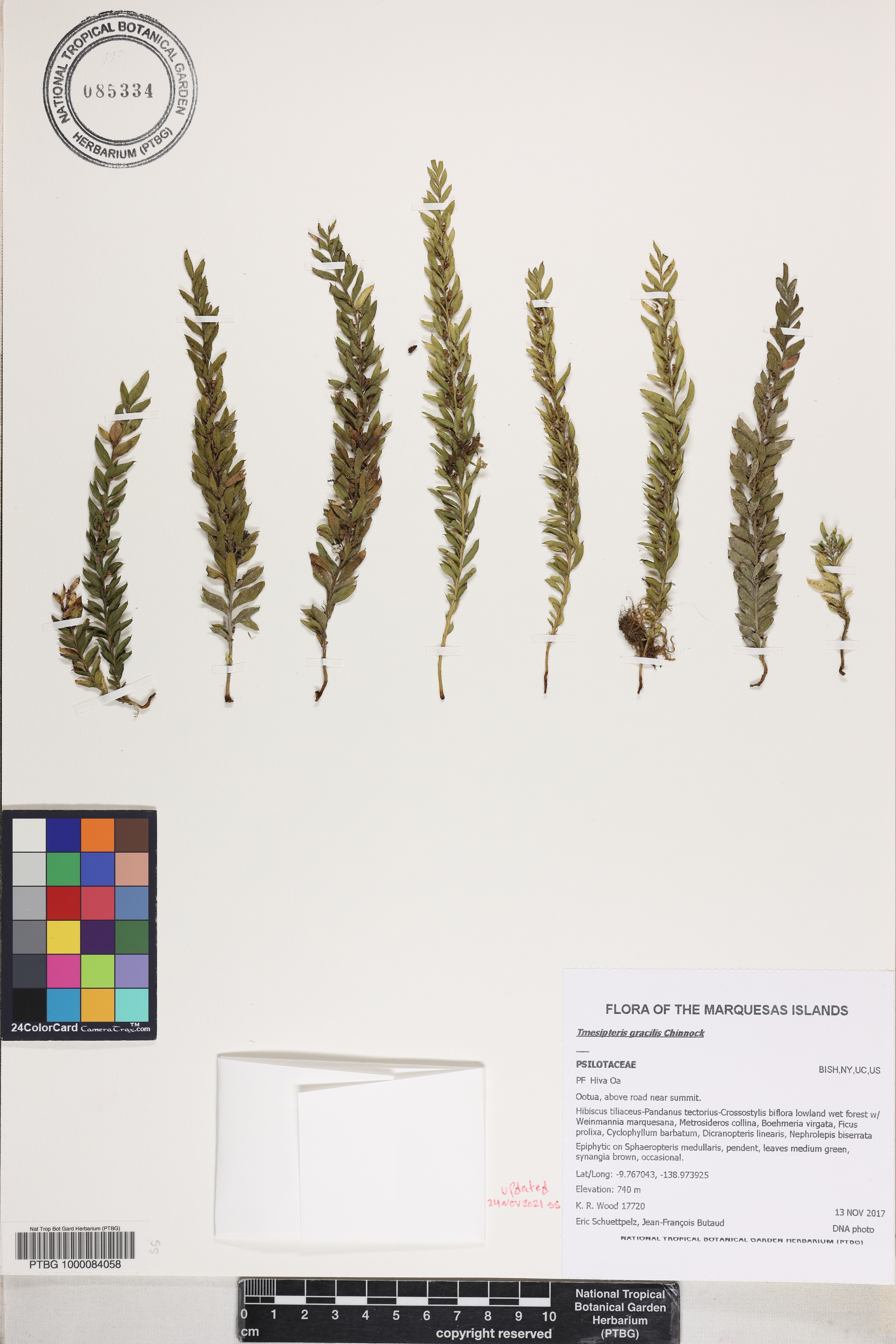 Tmesipteris gracilis image