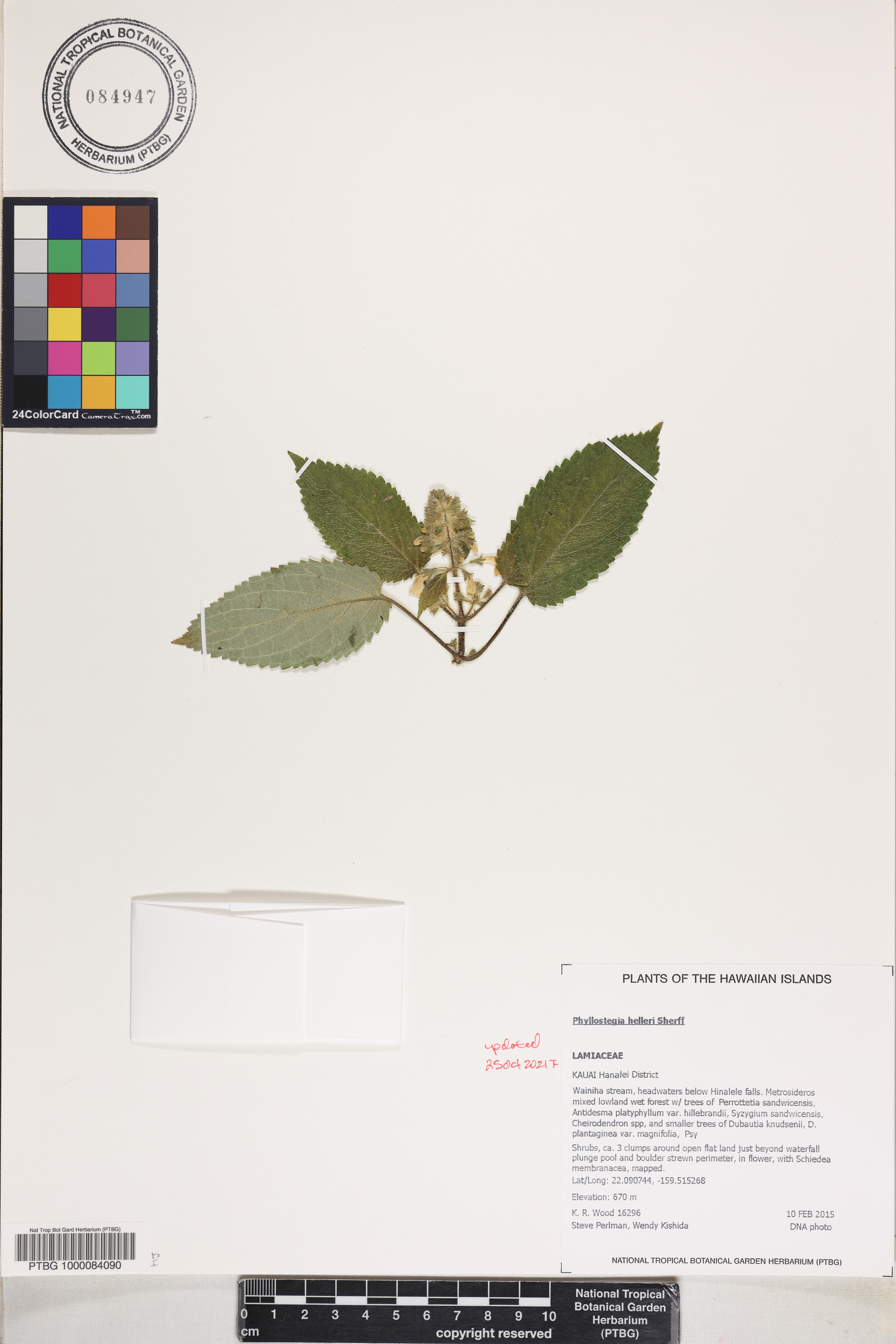 Phyllostegia helleri image