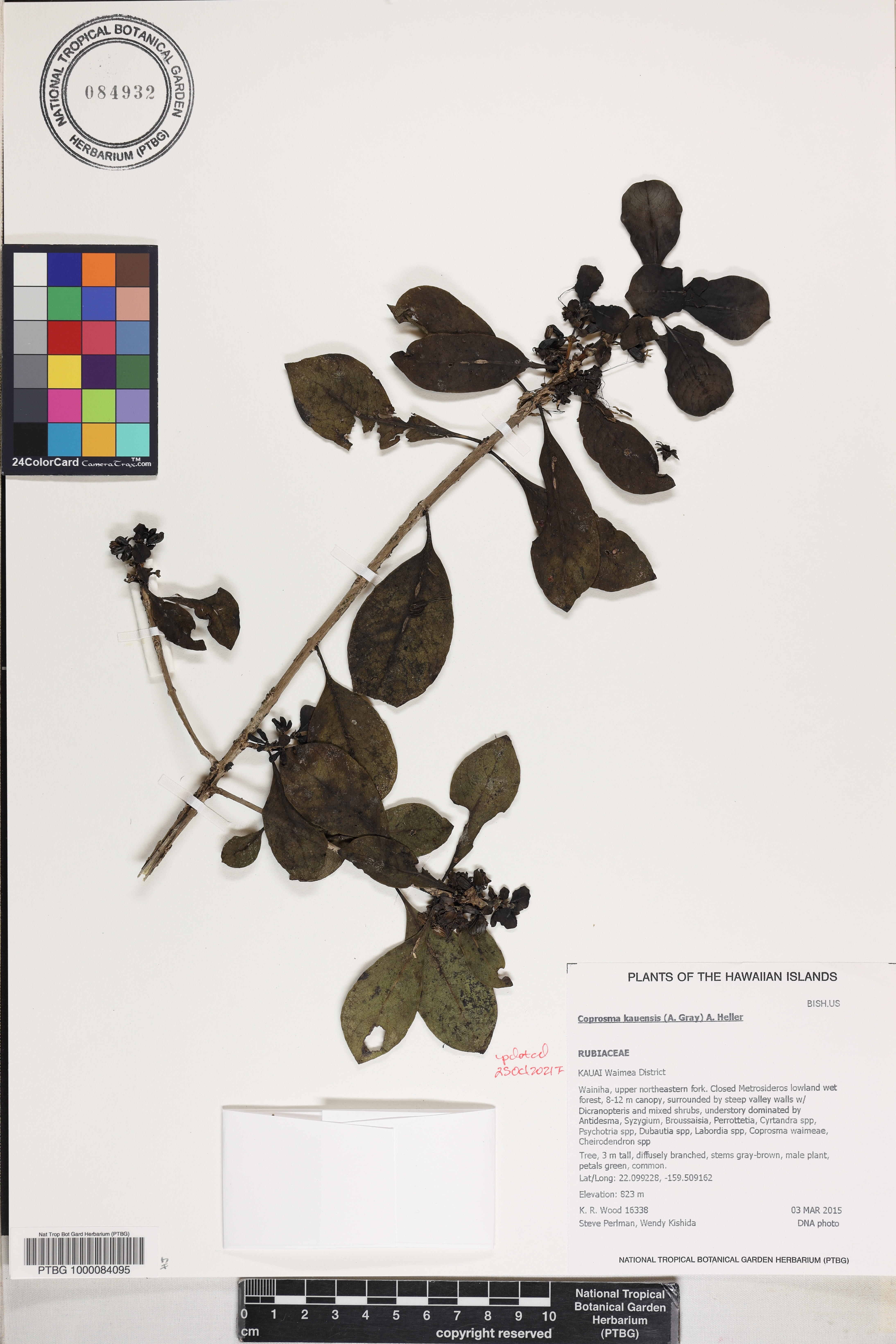 Coprosma kauensis image