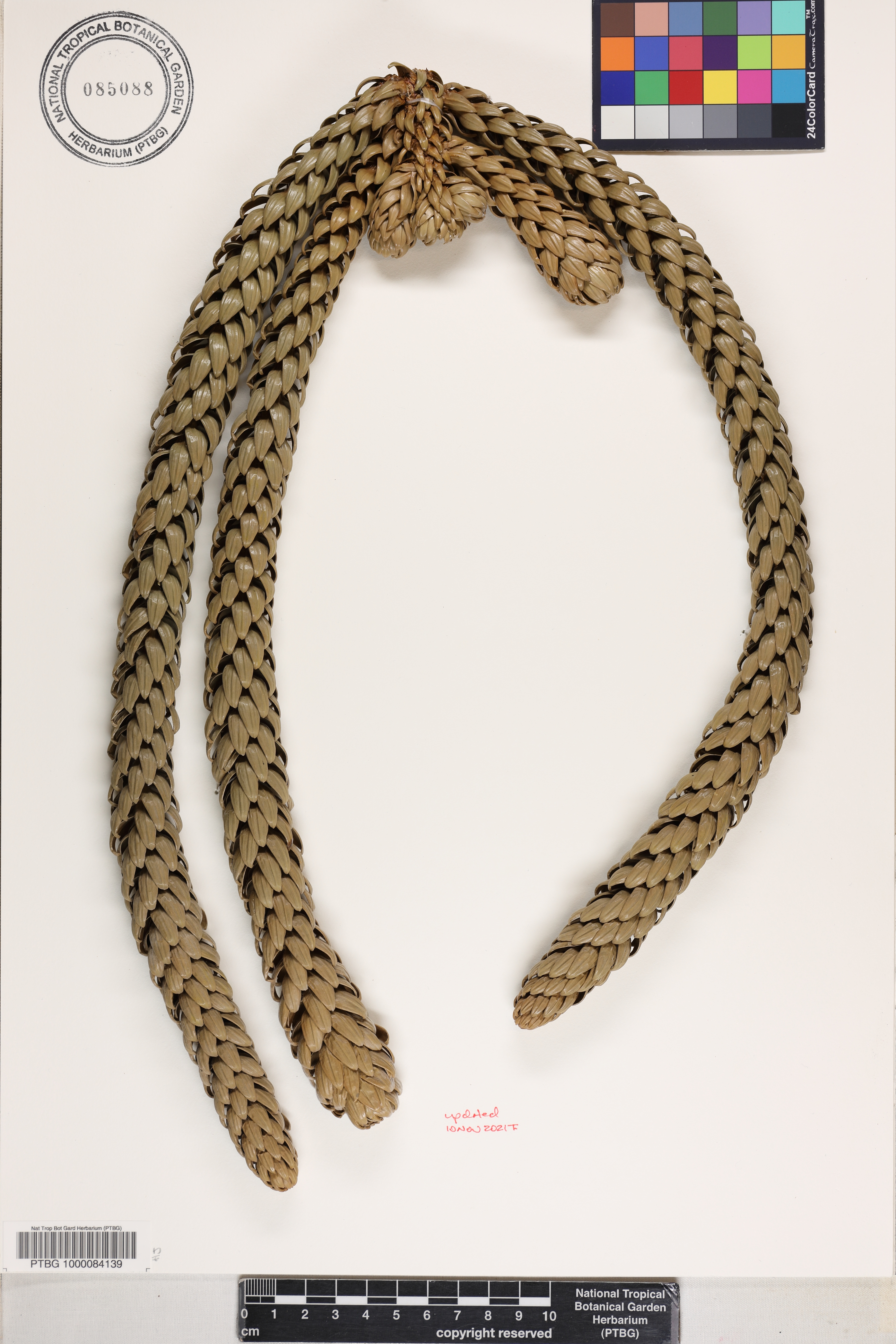 Araucariaceae image
