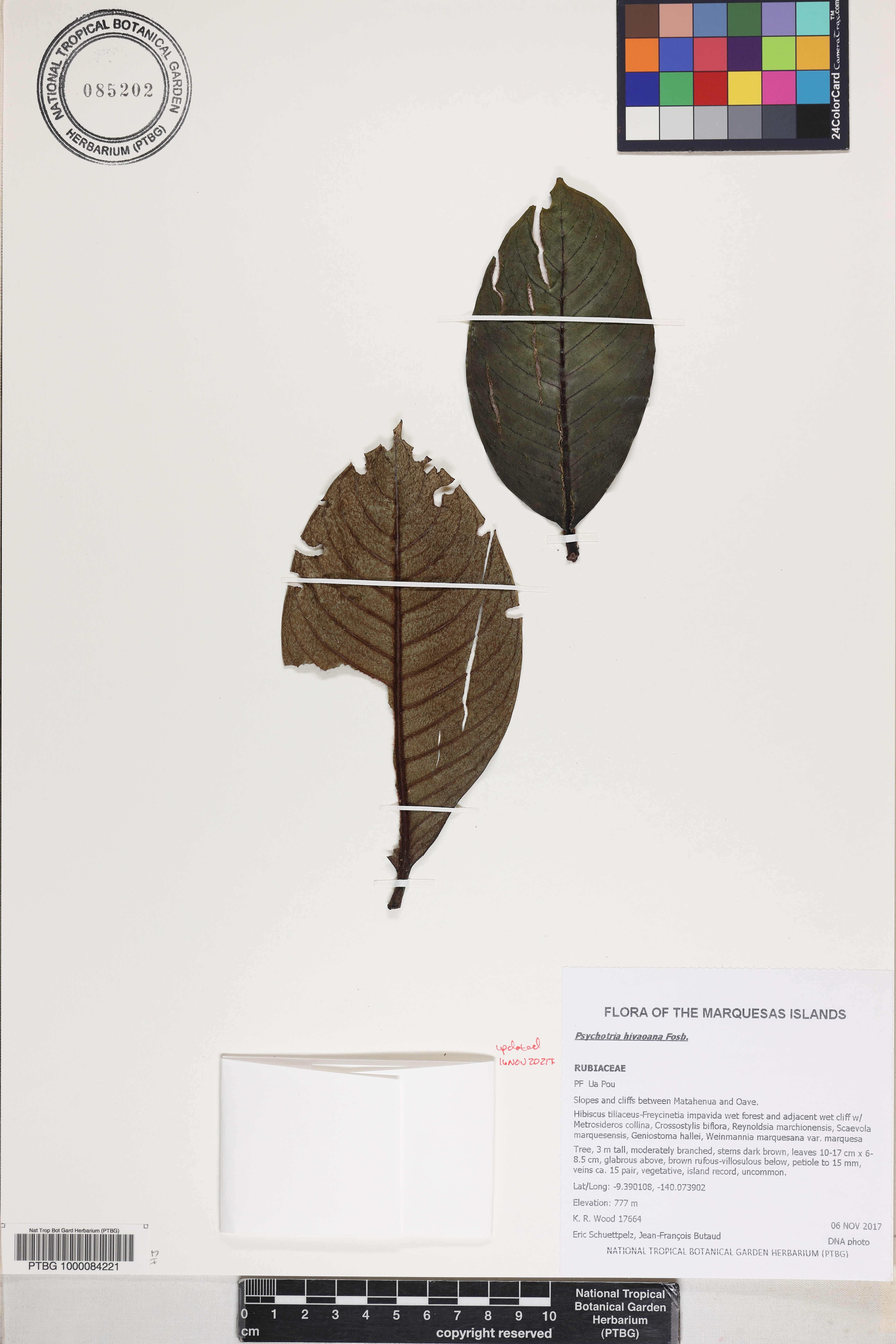 Psychotria hivaoana image