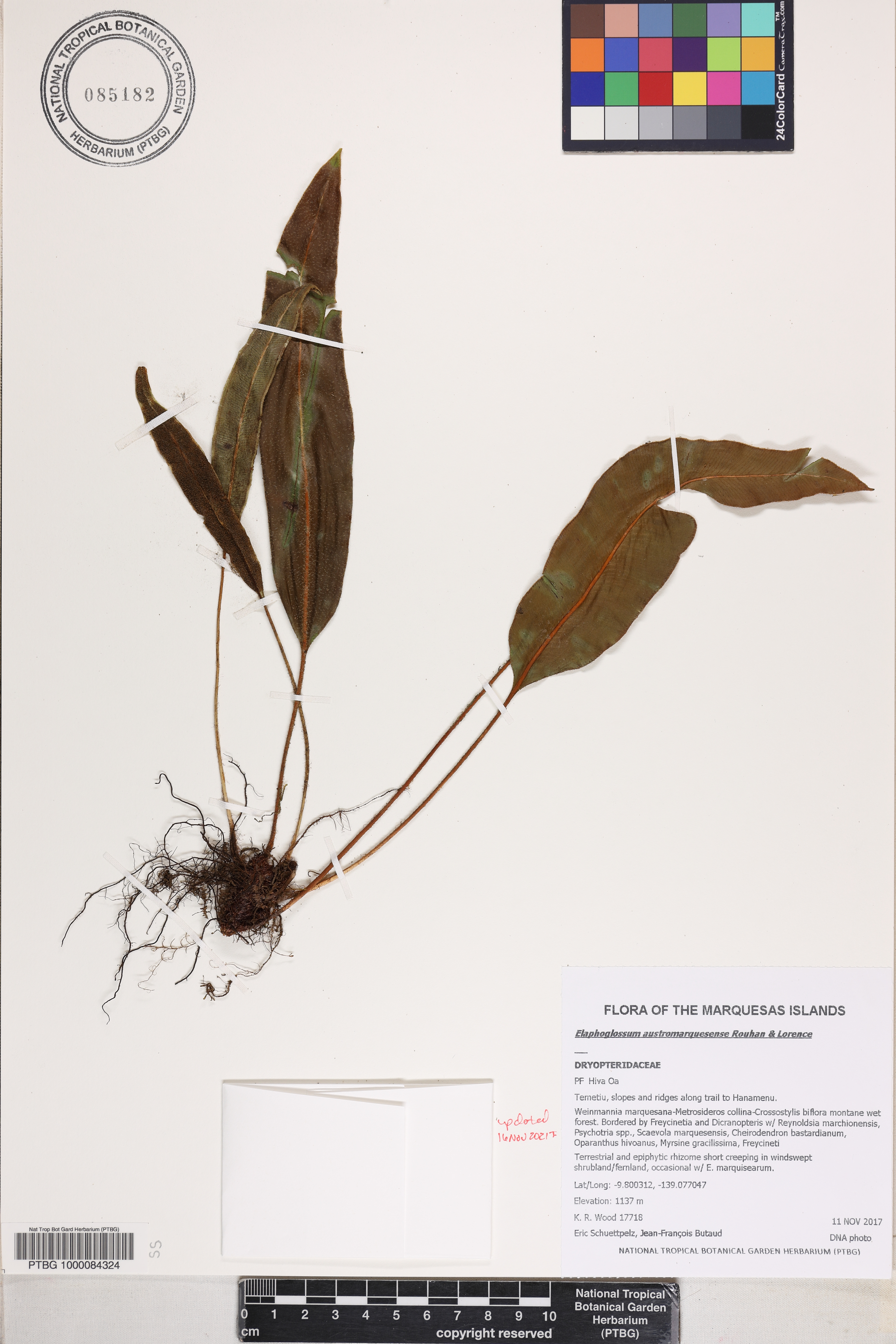 Elaphoglossum austromarquesense image