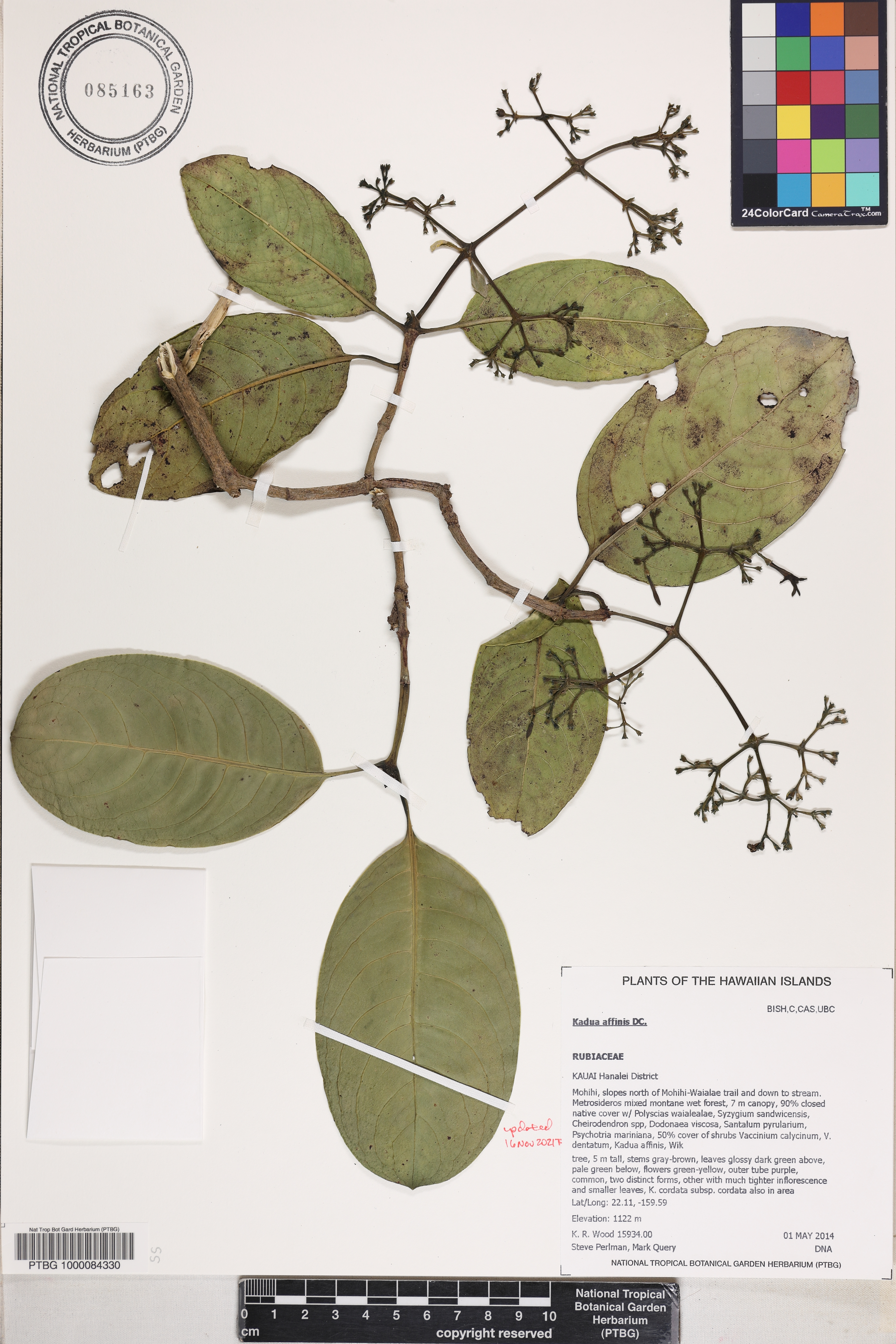 Kadua affinis image