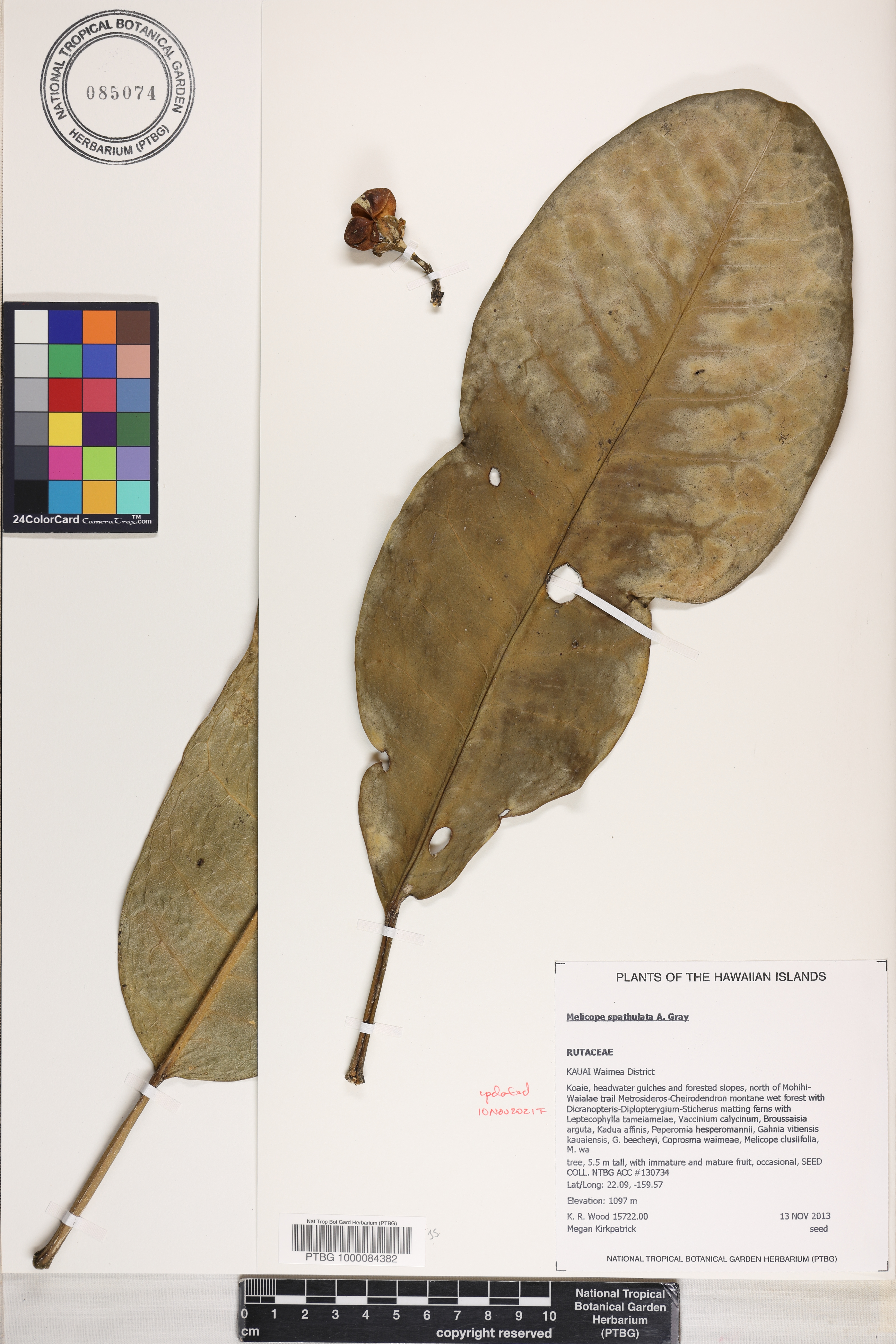 Melicope spathulata image
