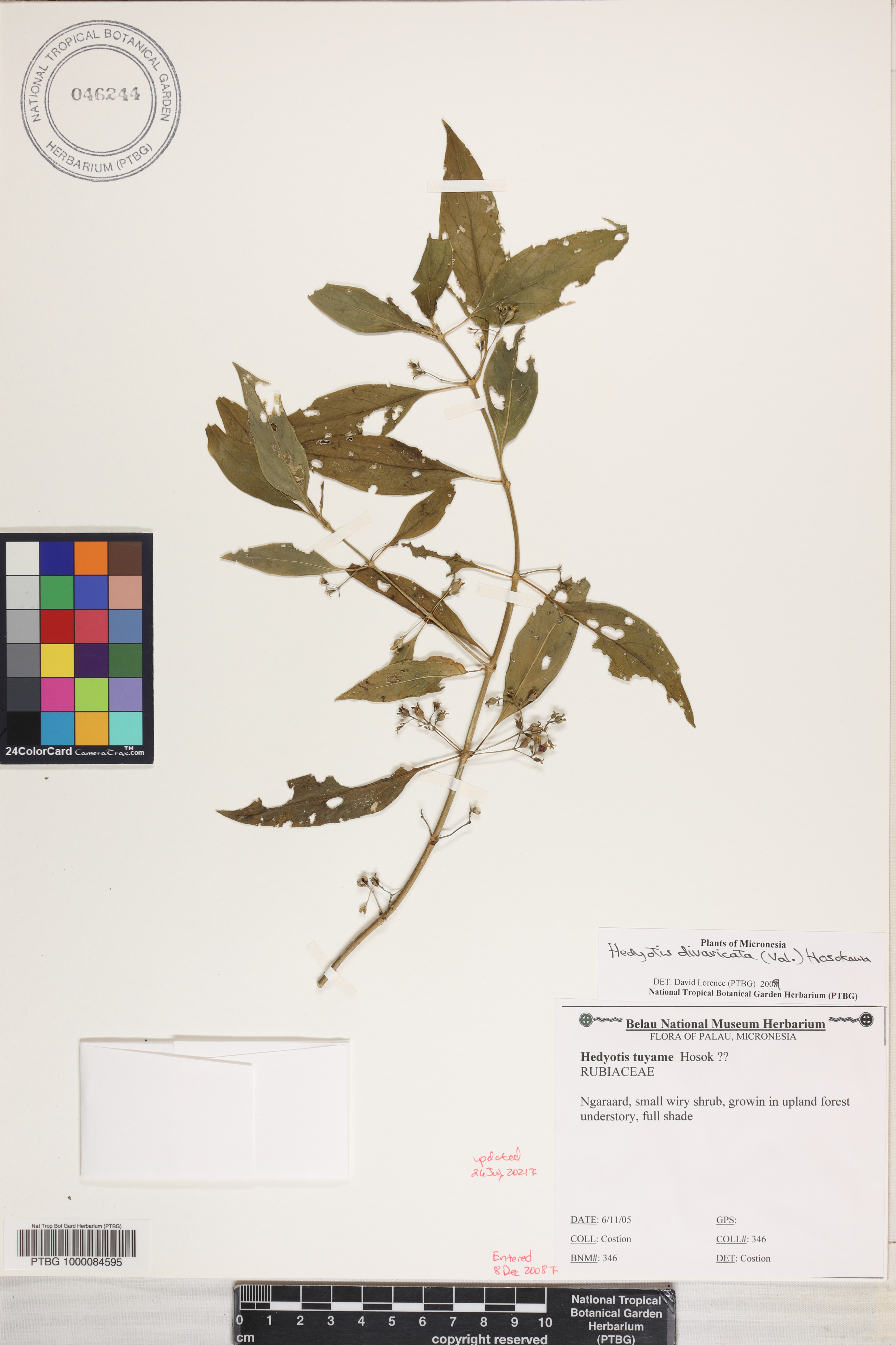 Hedyotis image