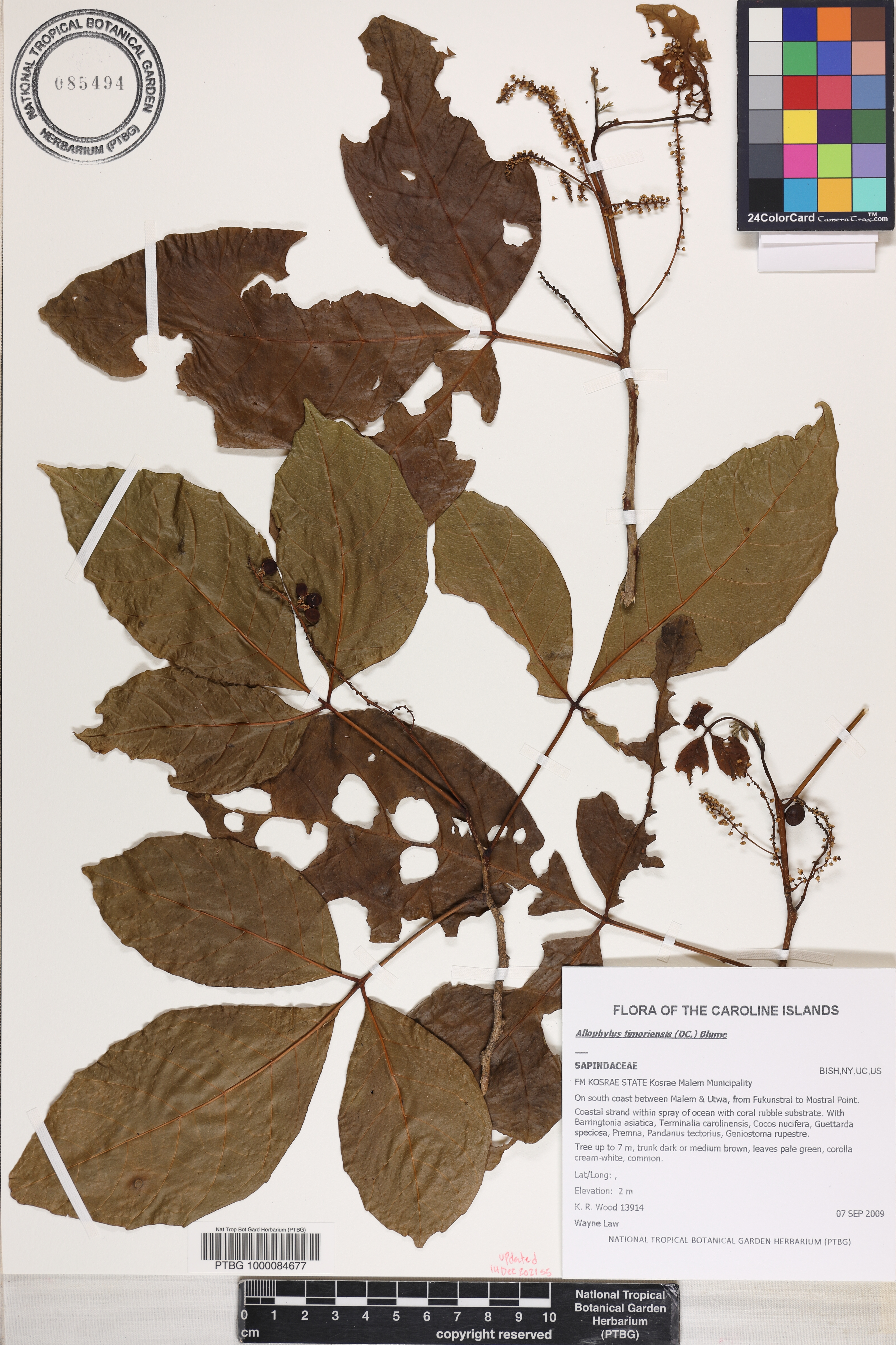 Allophylus timoriensis image
