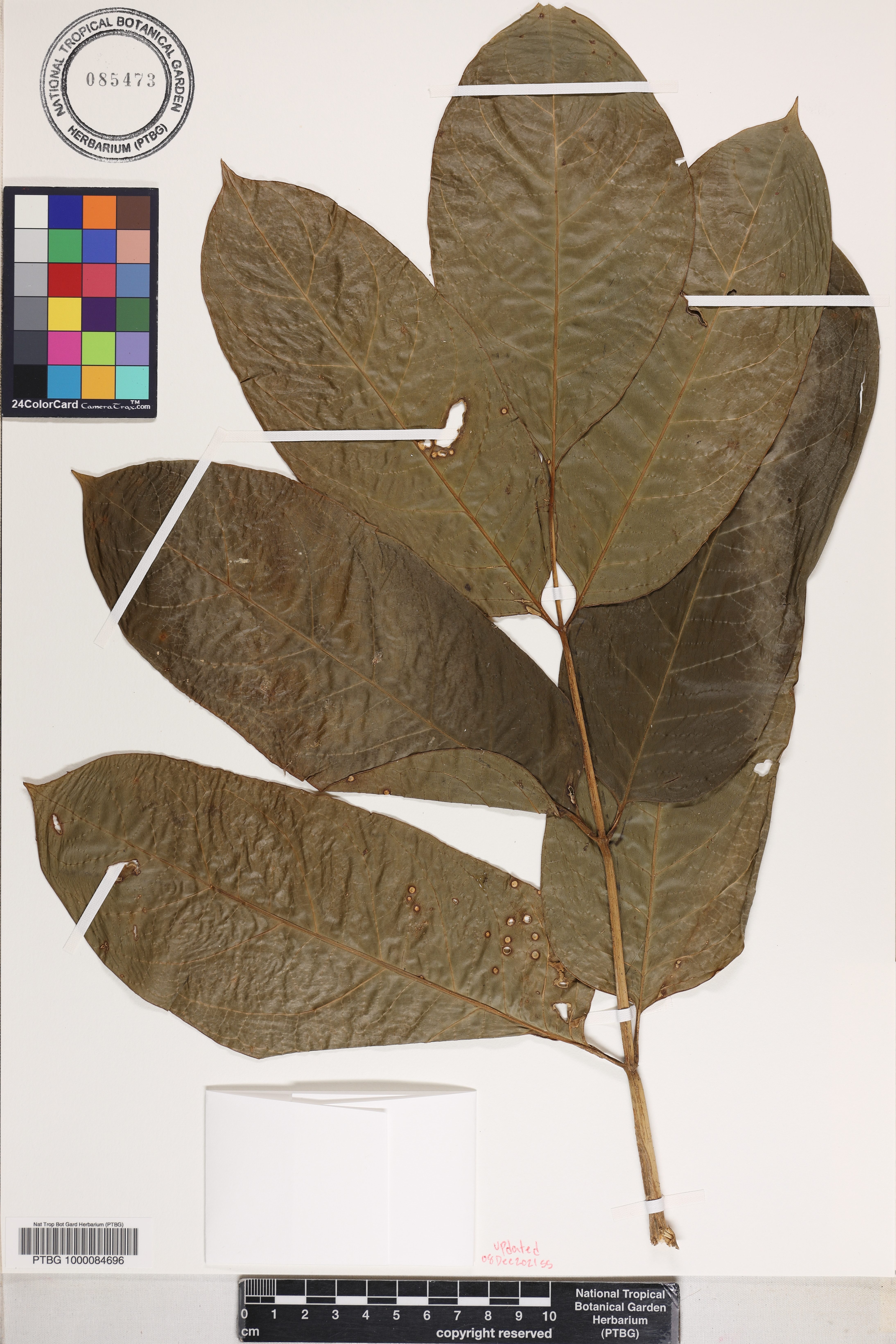 Polyscias subcapitata image