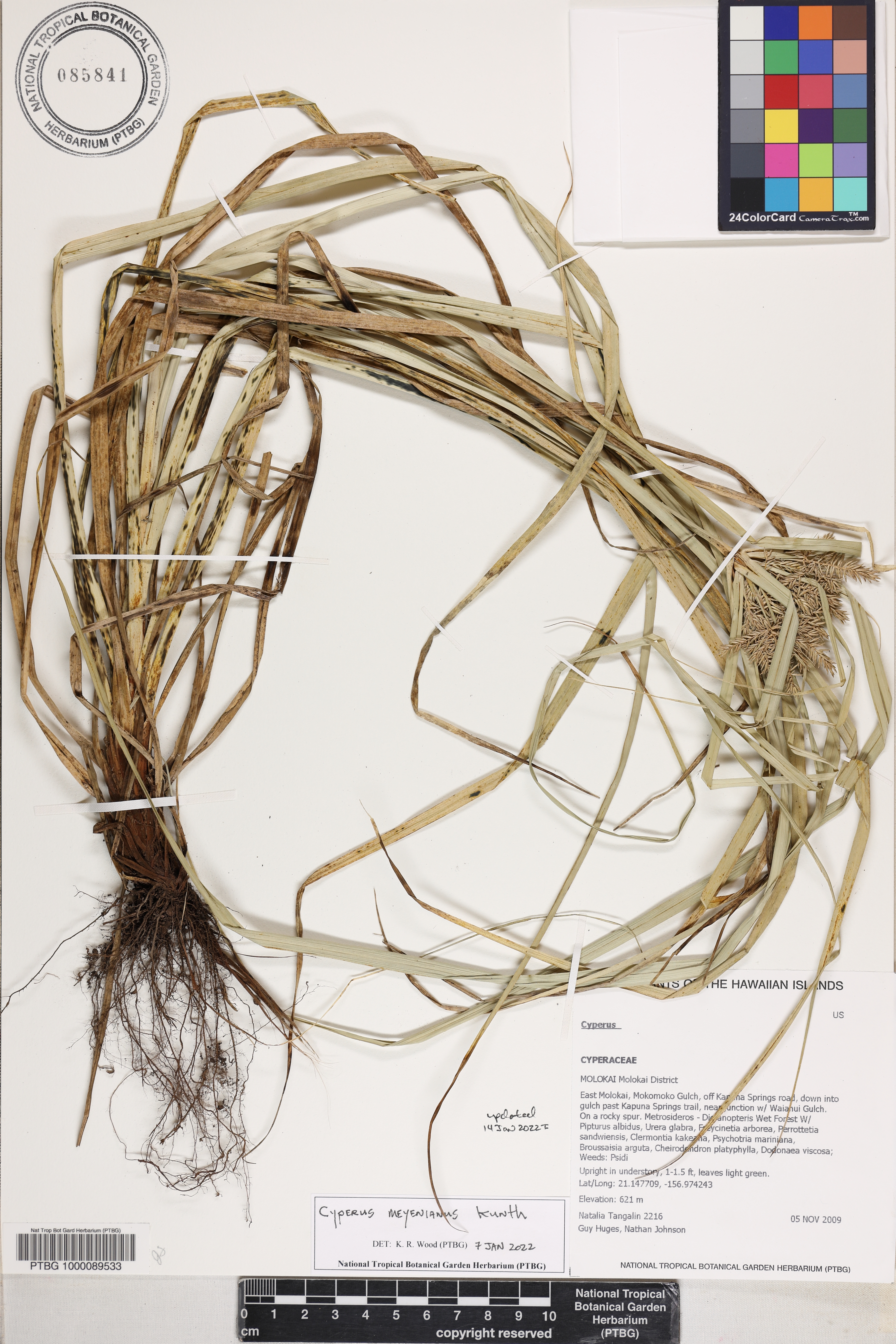 Cyperus meyenianus image
