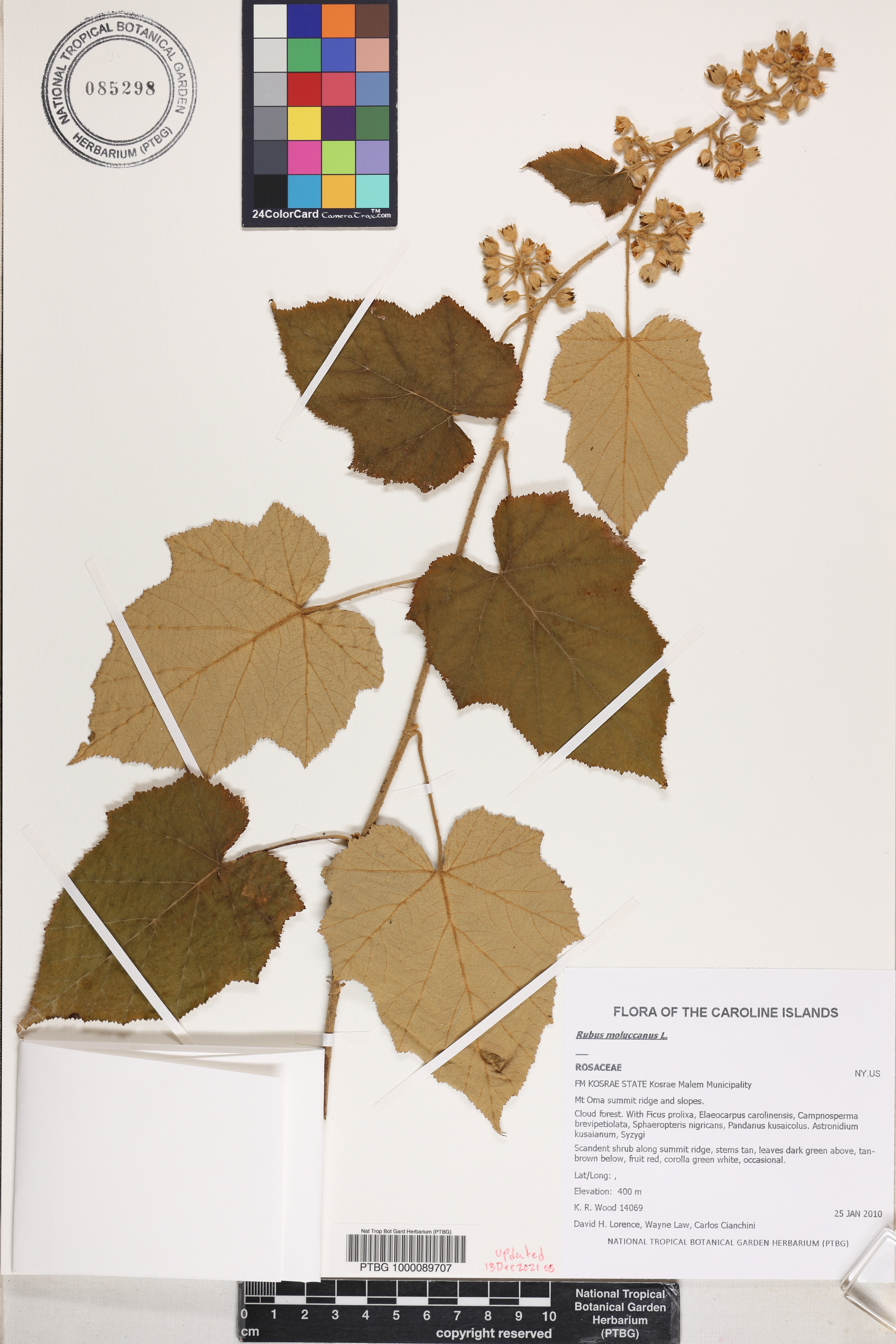 Rubus moluccanus image