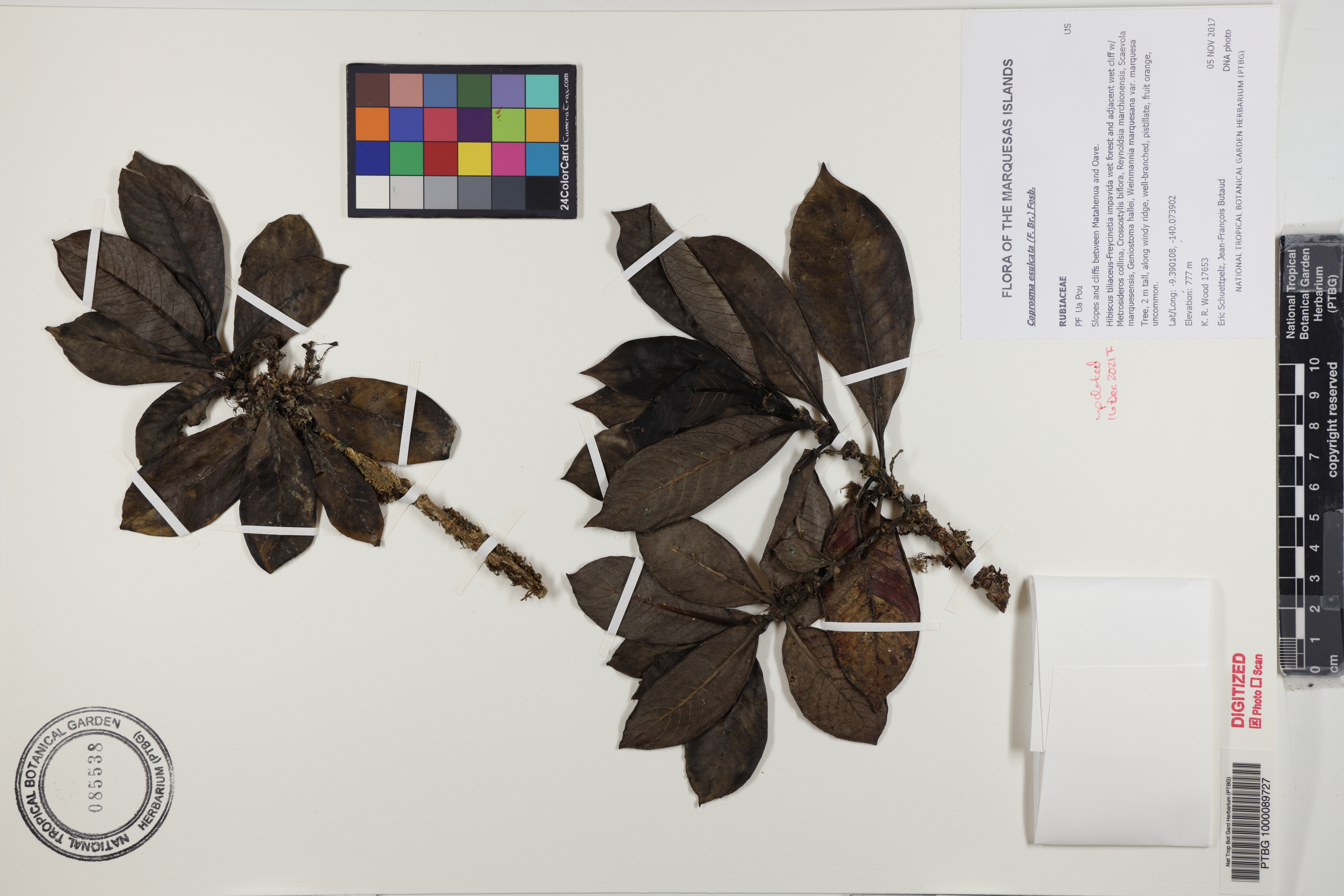 Coprosma esulcata image