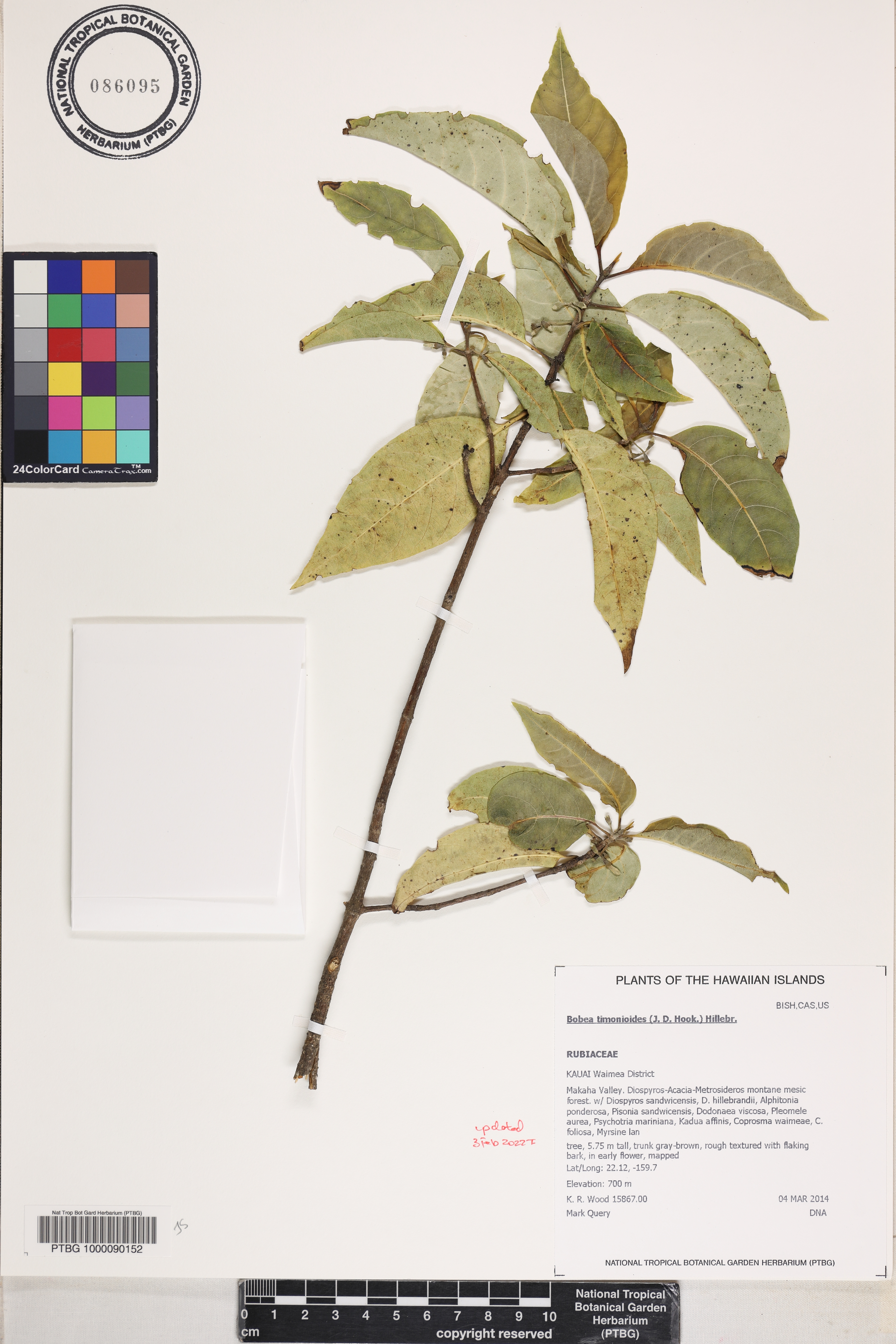 Bobea timonioides image