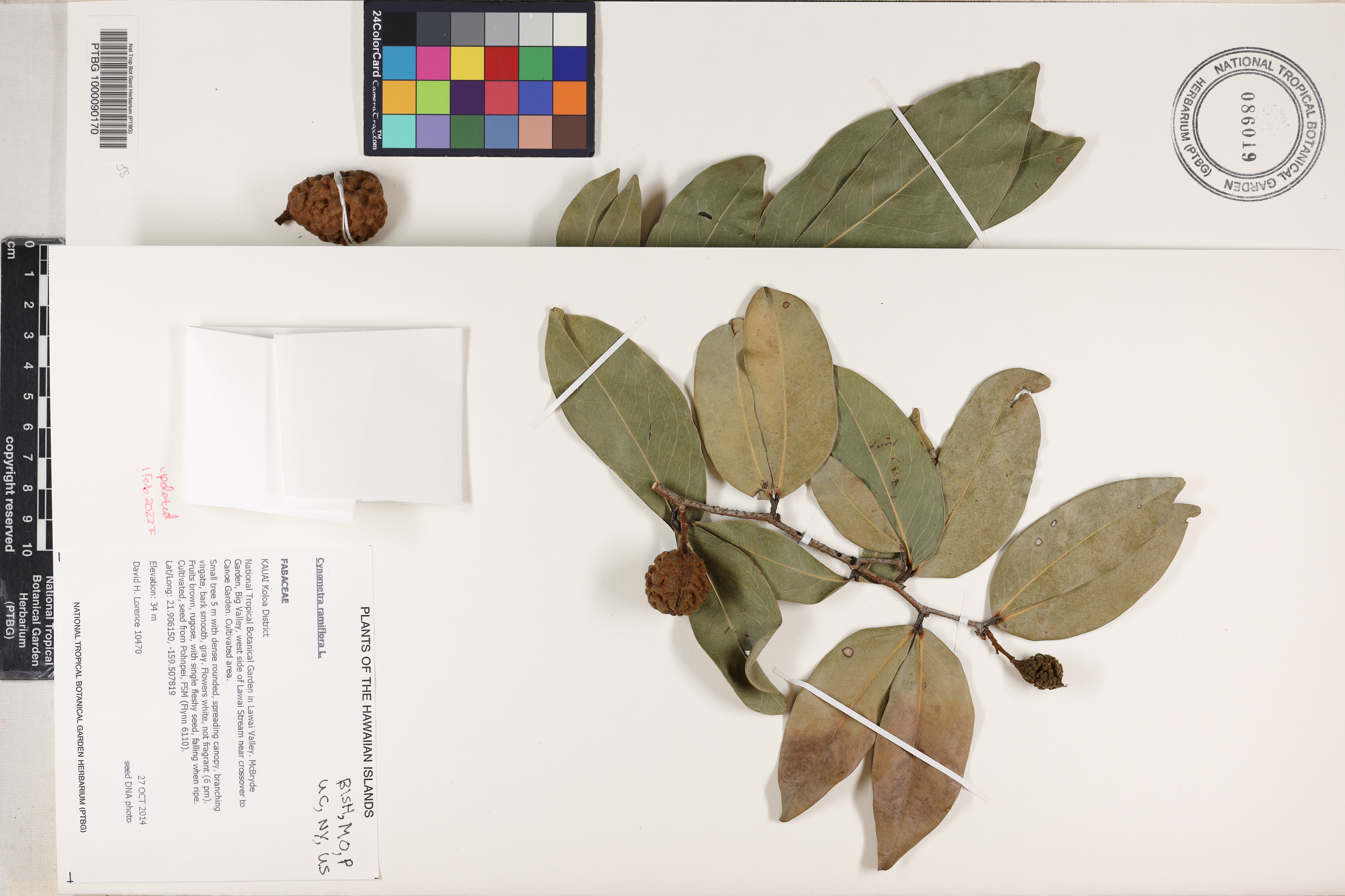 Cynometra ramiflora image