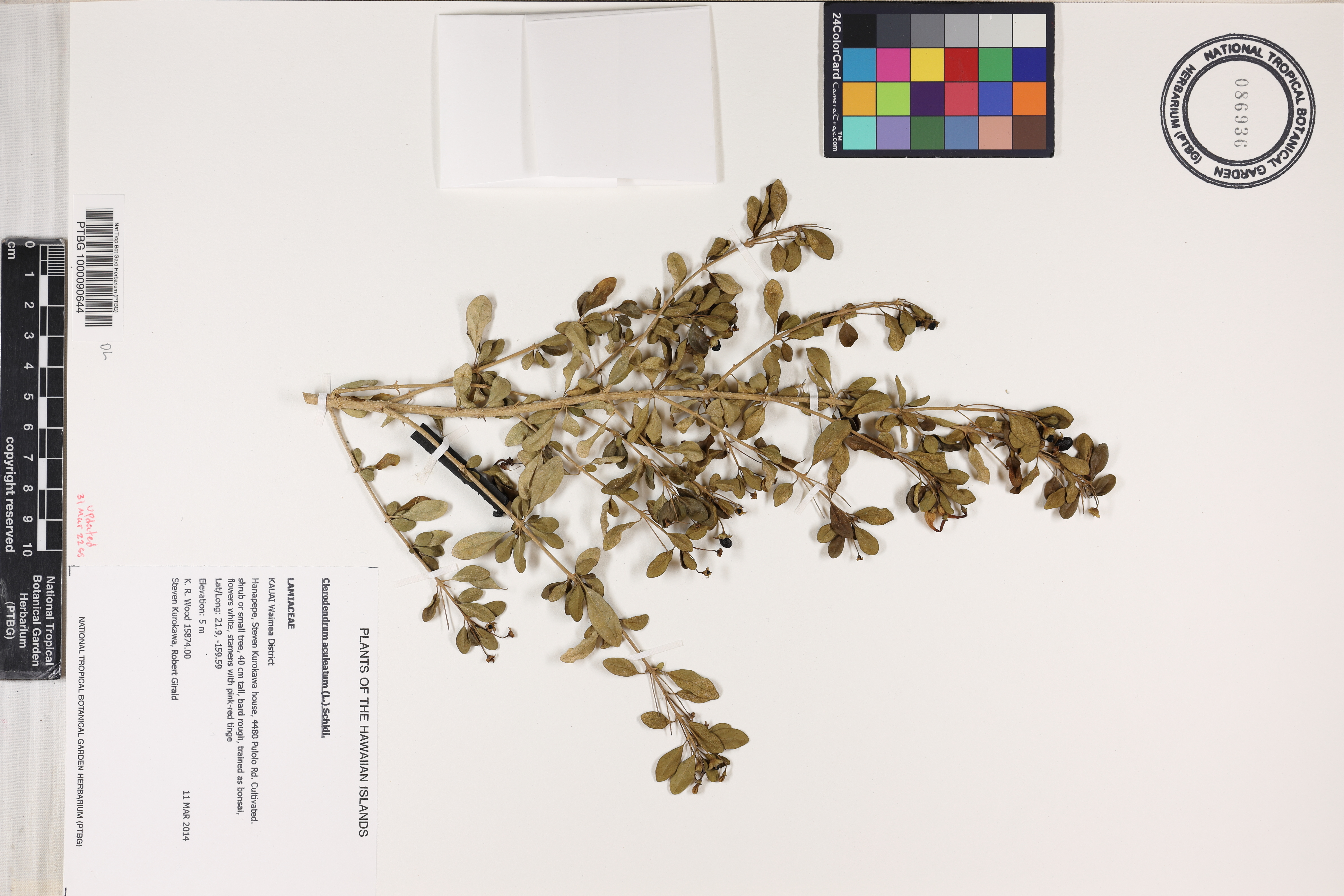 Clerodendrum aculeatum image