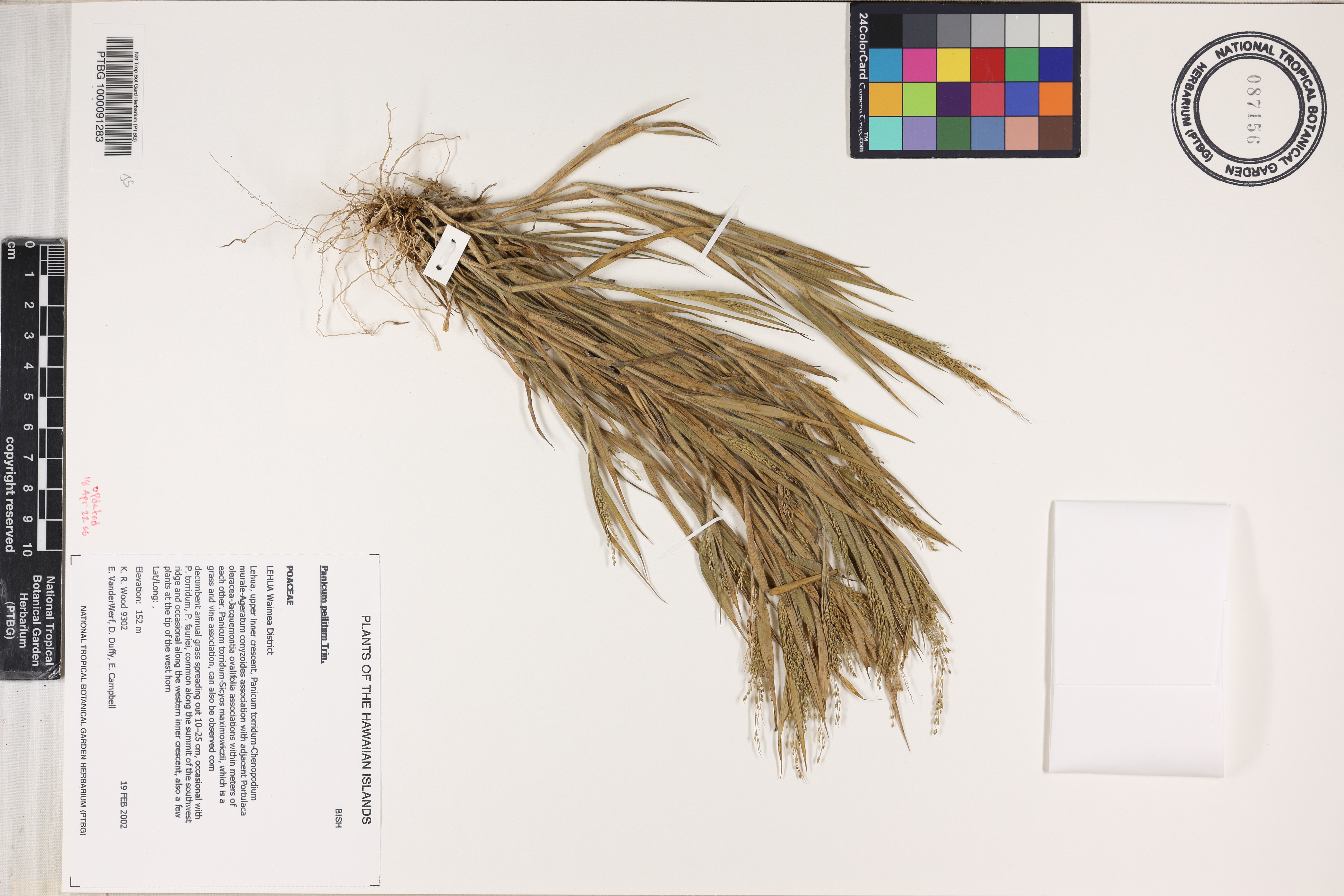 Panicum pellitum image