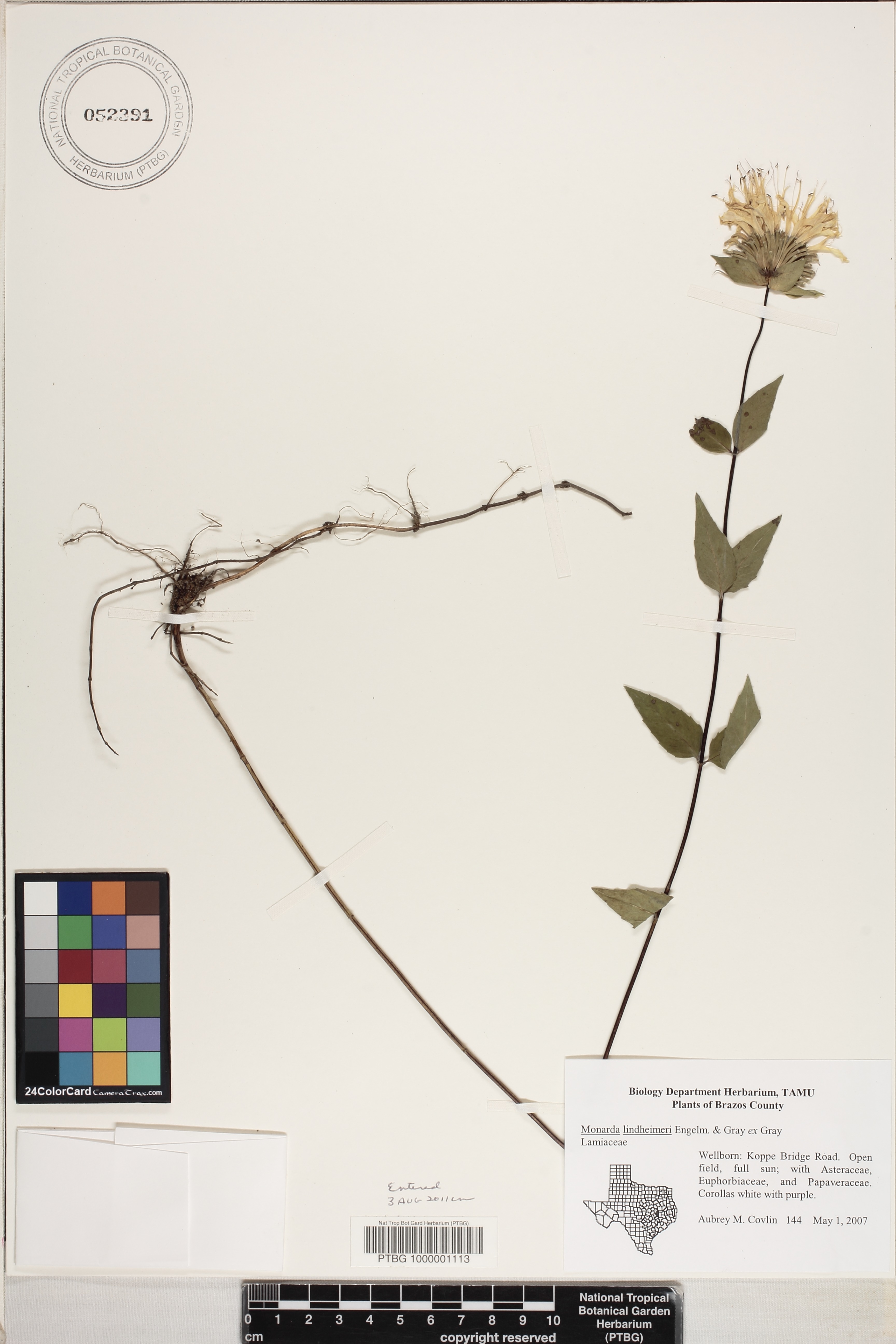 Monarda lindheimeri image