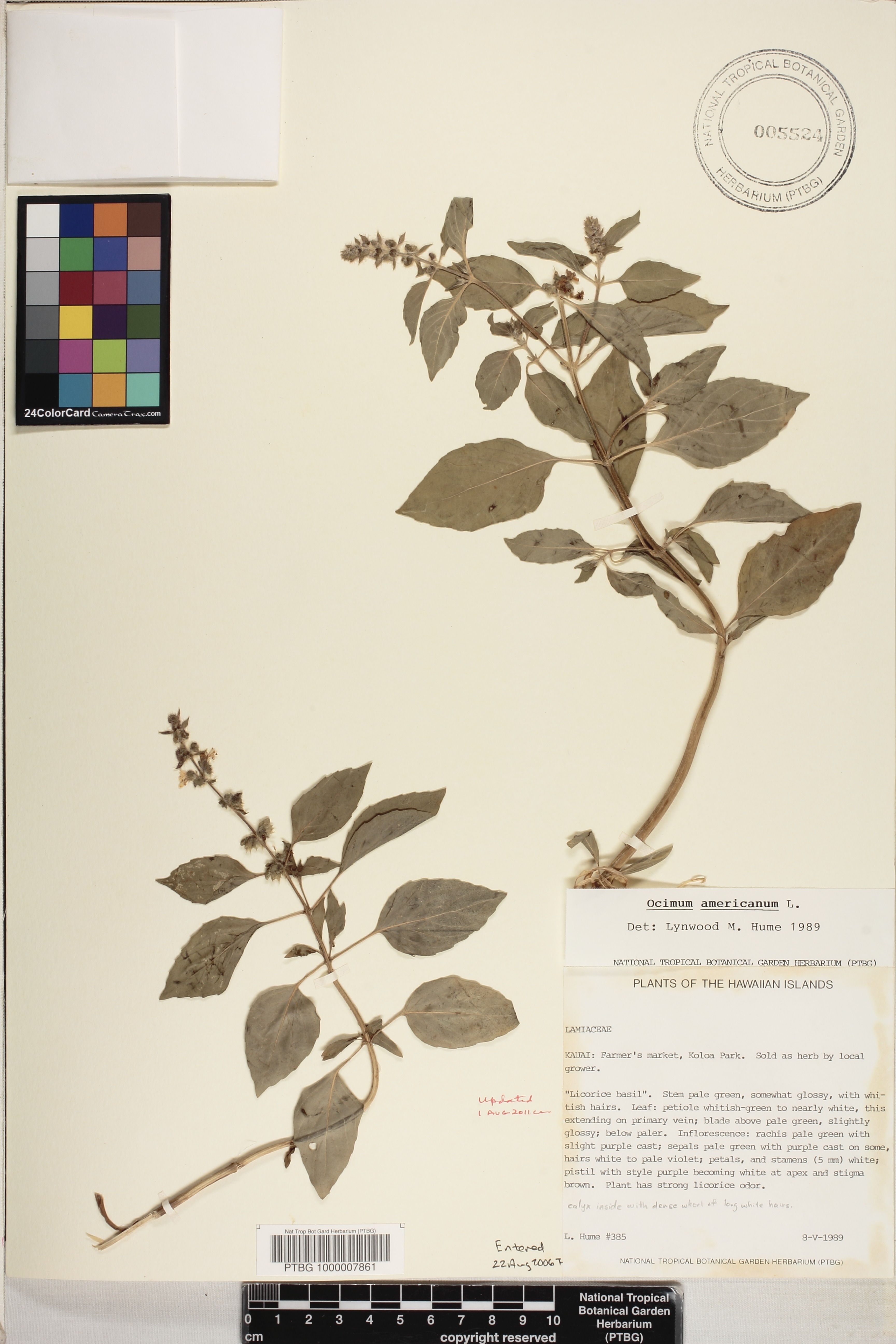 Ocimum americanum image