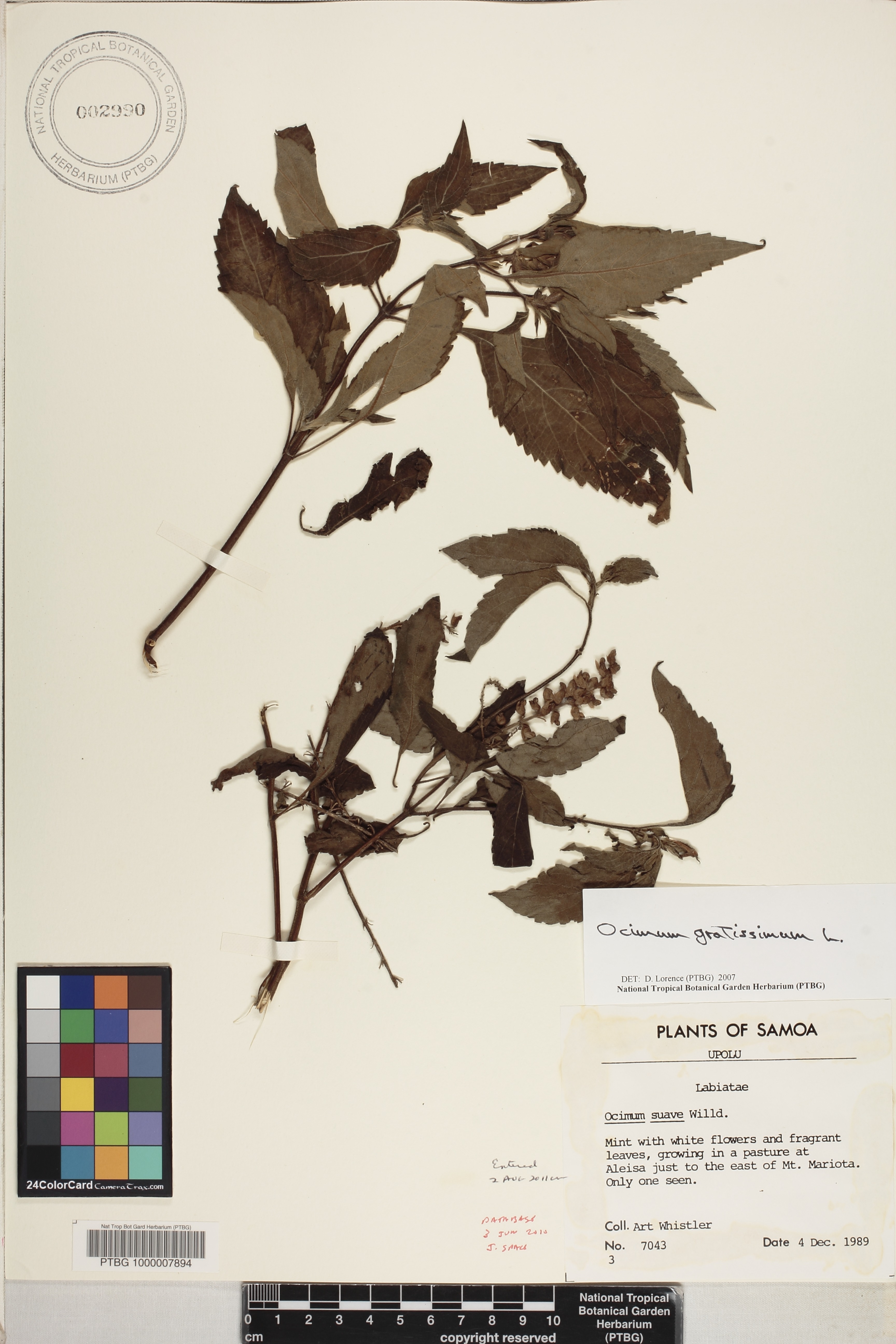 Ocimum gratissimum image