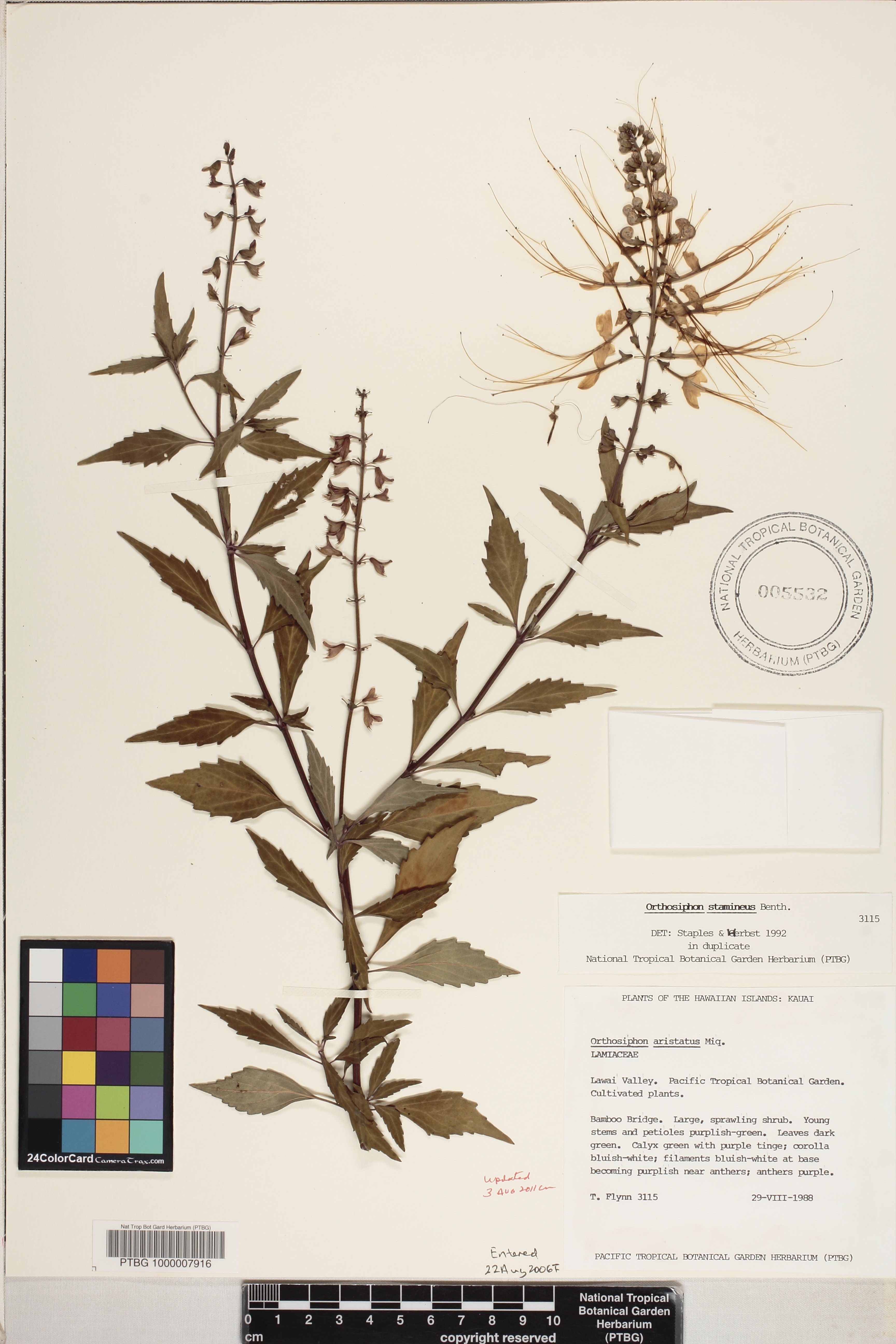 Orthosiphon aristatus image
