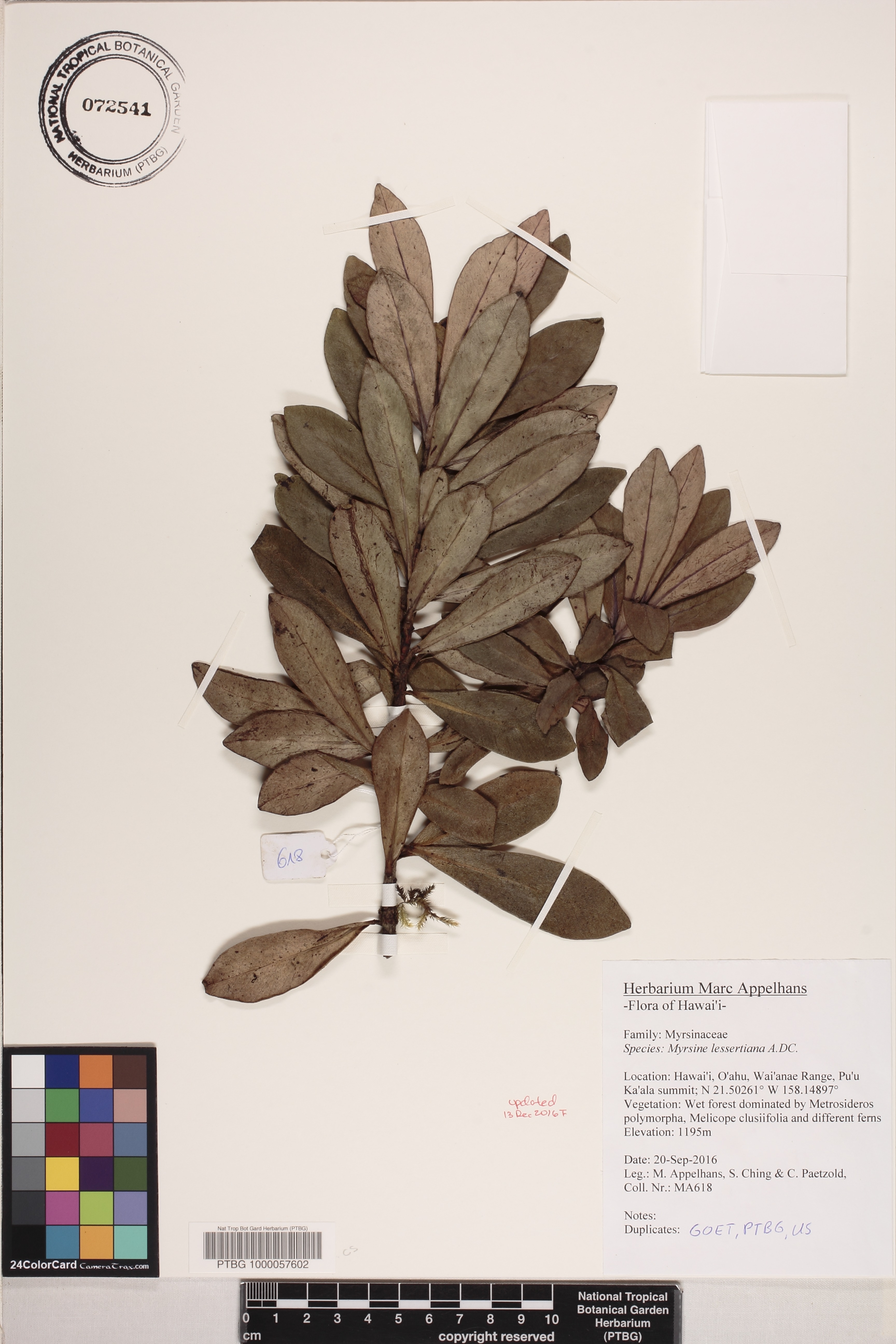 Myrsine lessertiana image