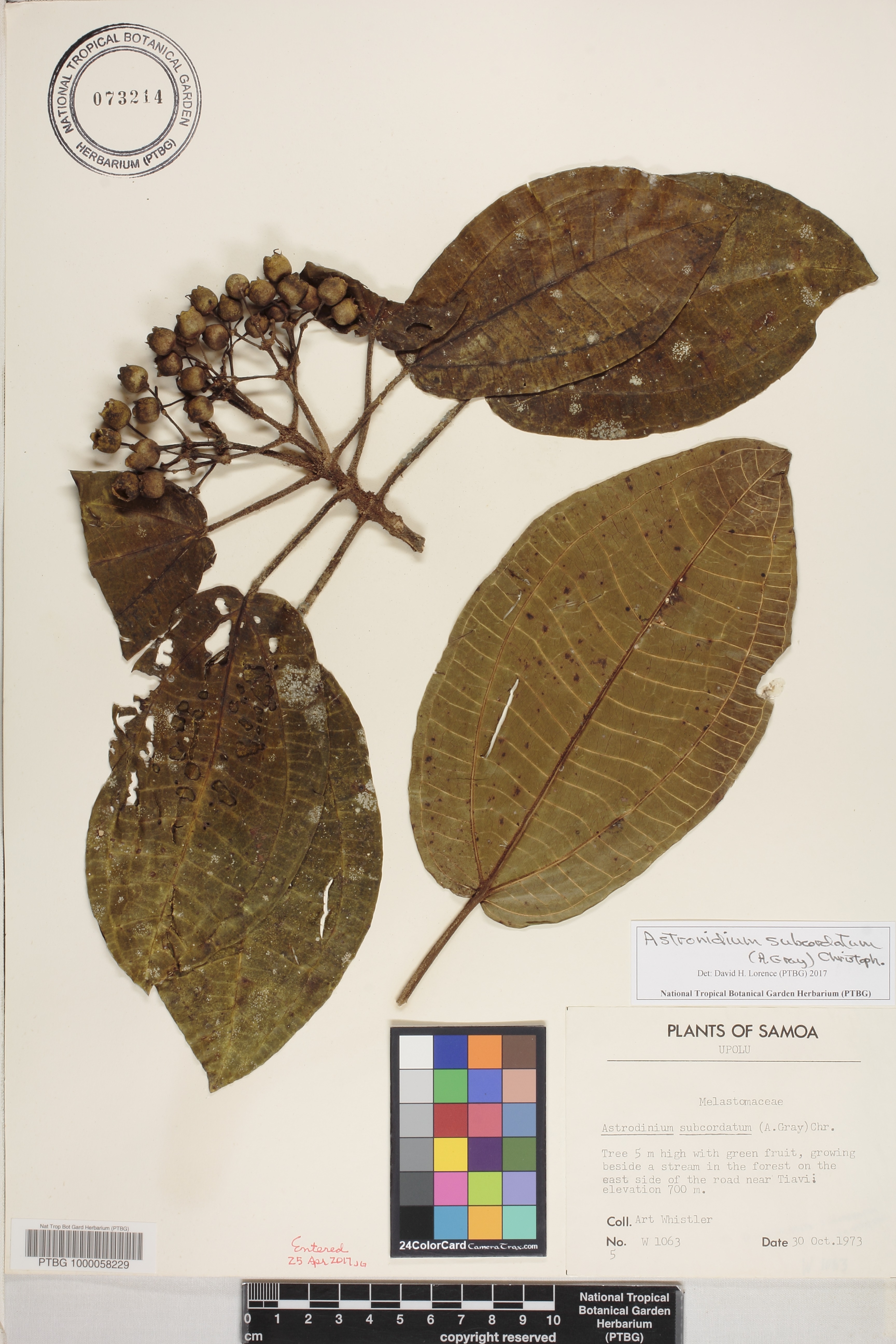 Astronidium subcordatum image