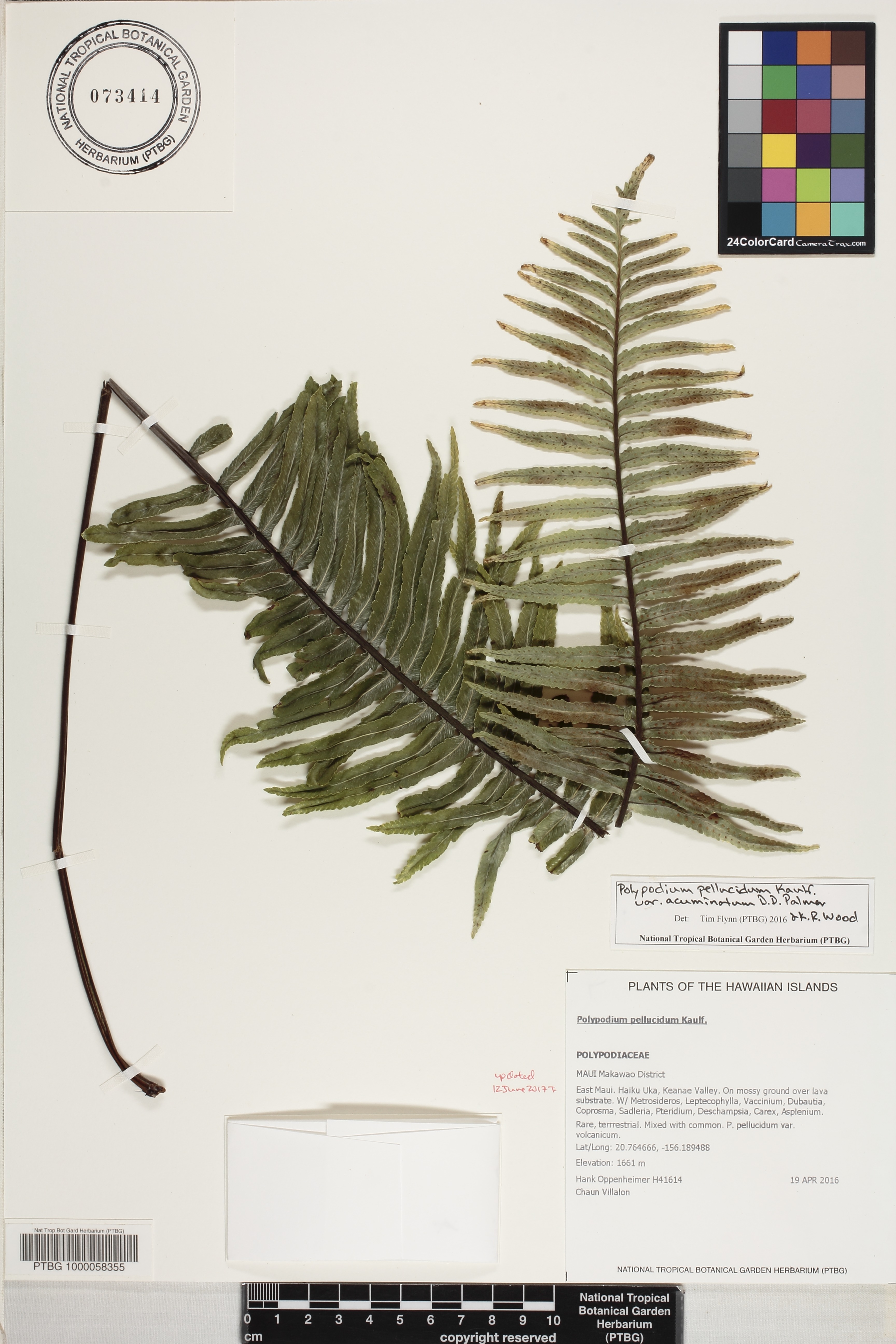 Polypodium pellucidum var. acuminatum image