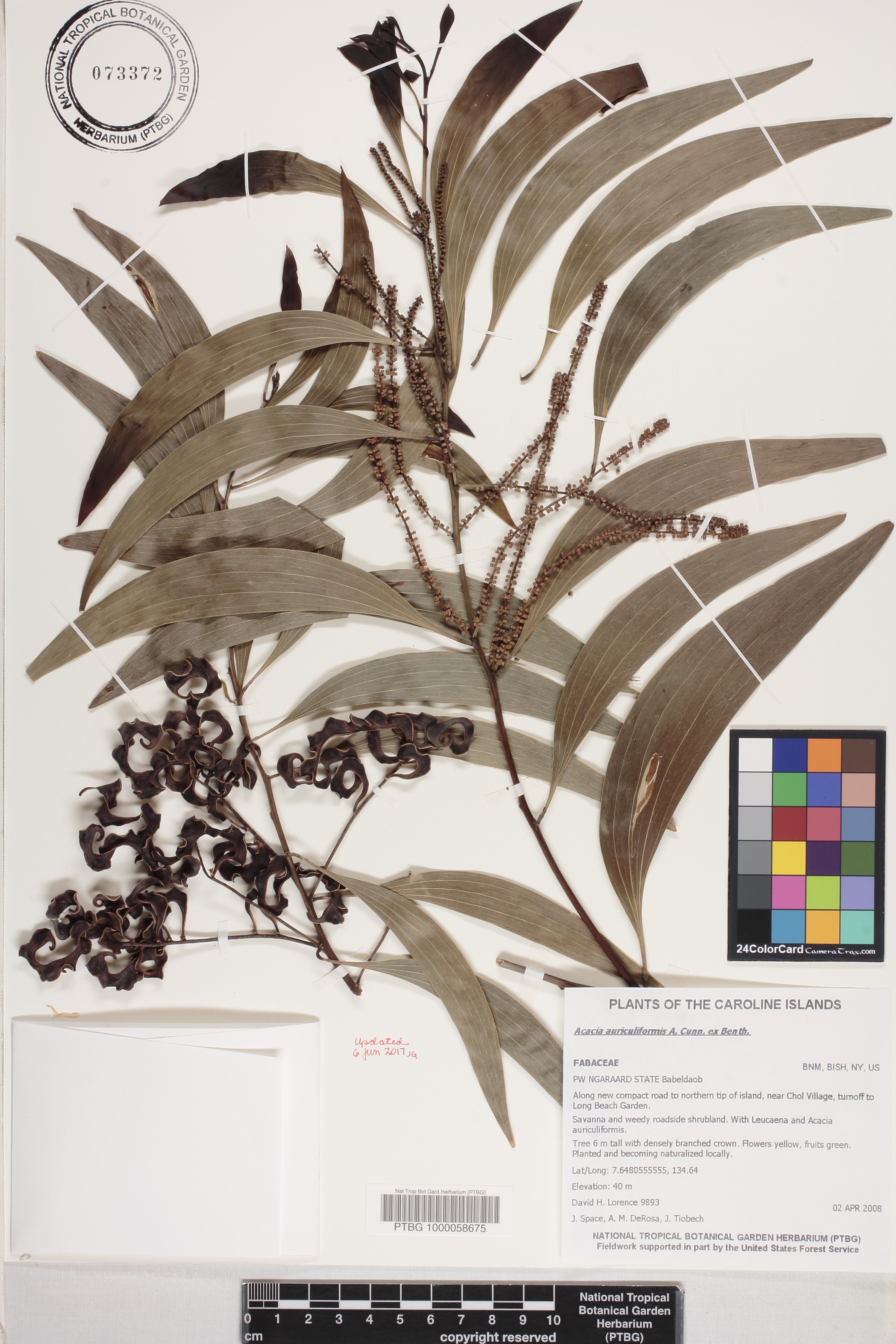 Acacia auriculiformis image