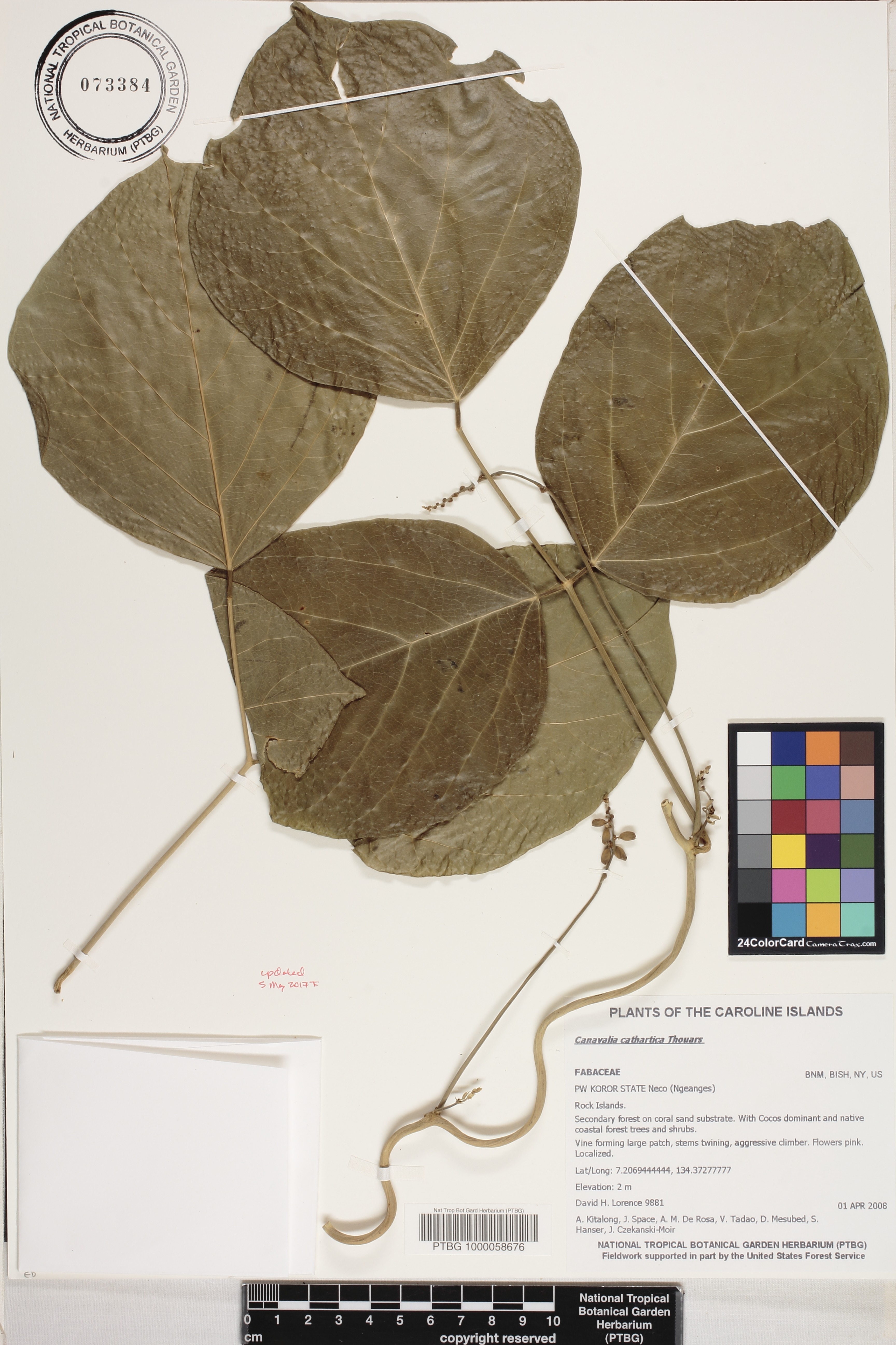 Canavalia image