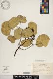 Cheirodendron platyphyllum subsp. platyphyllum image