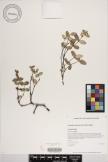 Euphorbia eleanoriae image