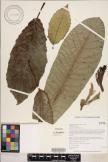 Cyanea platyphylla image