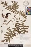 Cyanea grimesiana subsp. grimesiana image